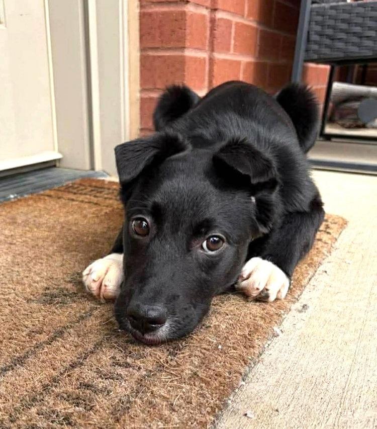 Enlarge AMY, an adopted mixed breed in Pegram, TN image 1/6