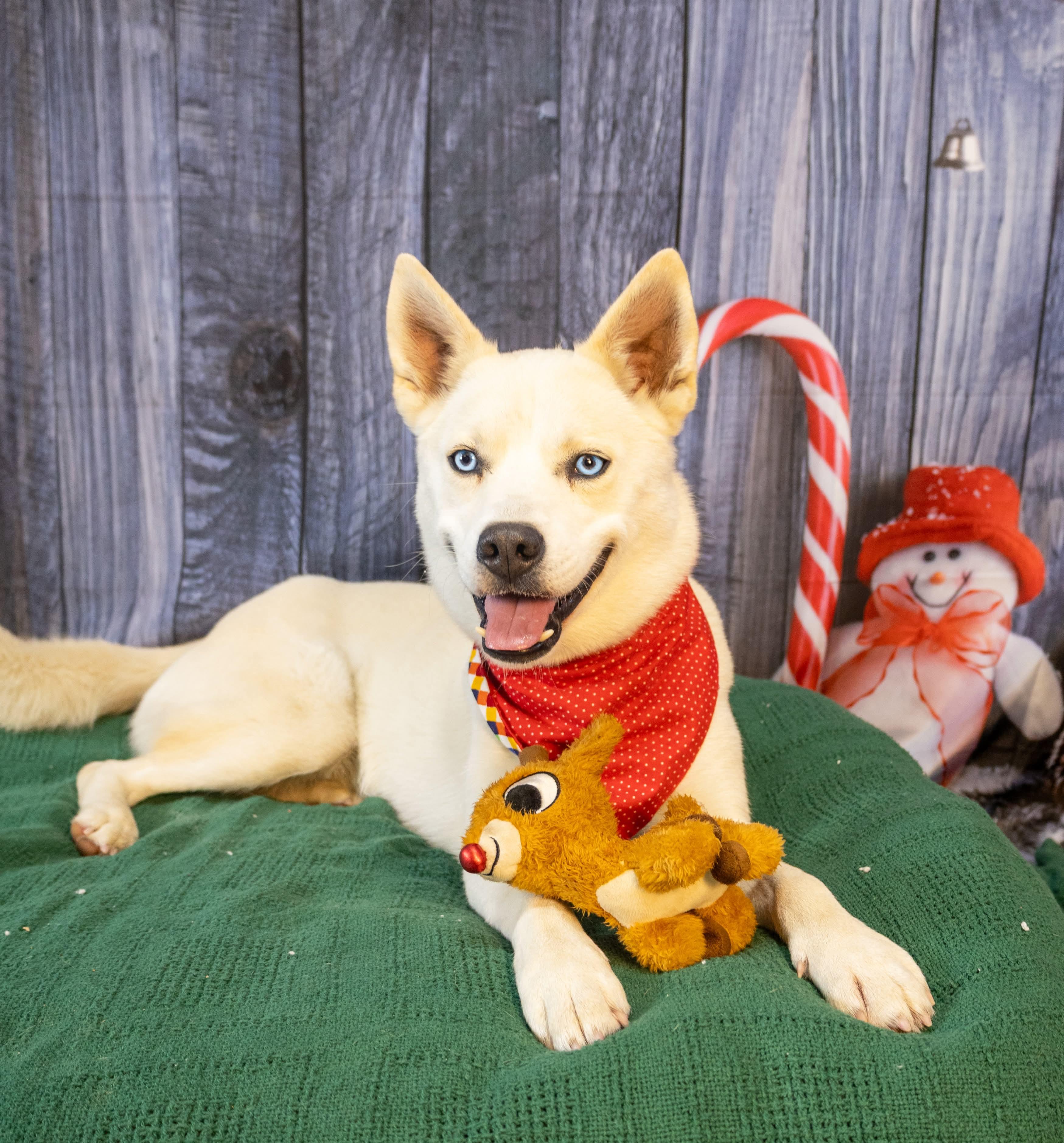 Robbie, Adoptable, Adult Female Husky.