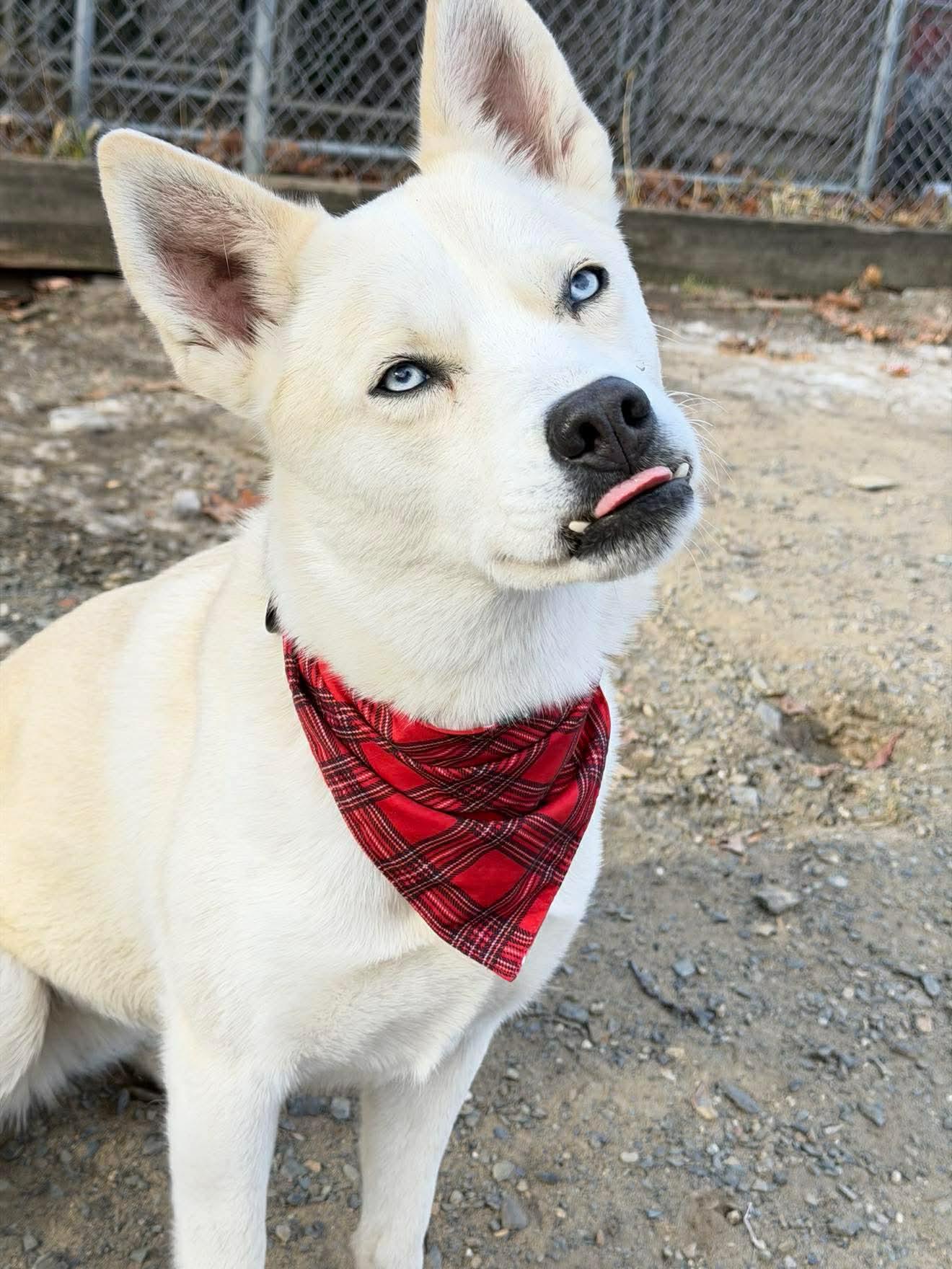 Enlarge Robbie, a Adoptable mixed breed in Argyle, NY image 6/6