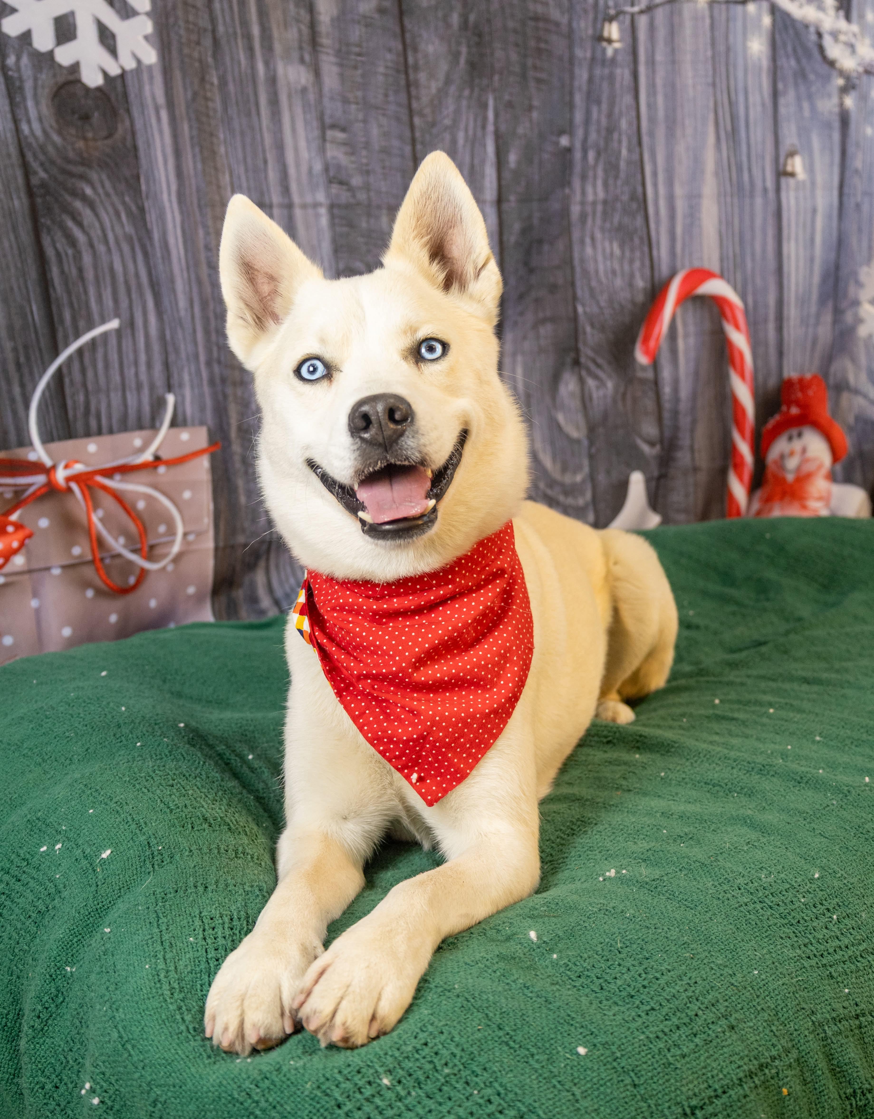 Robbie, a Adoptable mixed breed in Argyle, NY image 3/6