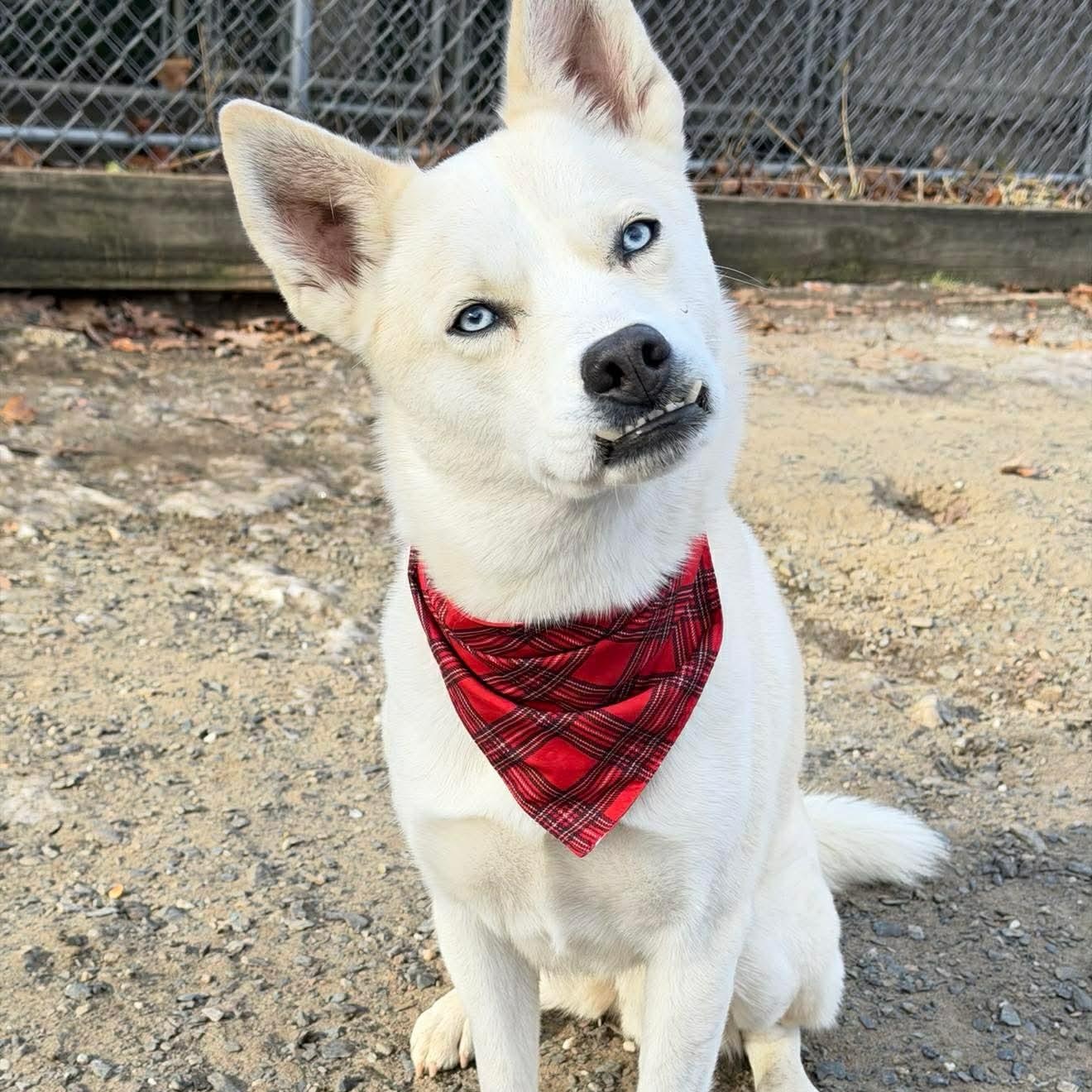 Robbie, Adoptable, Adult Female Husky.