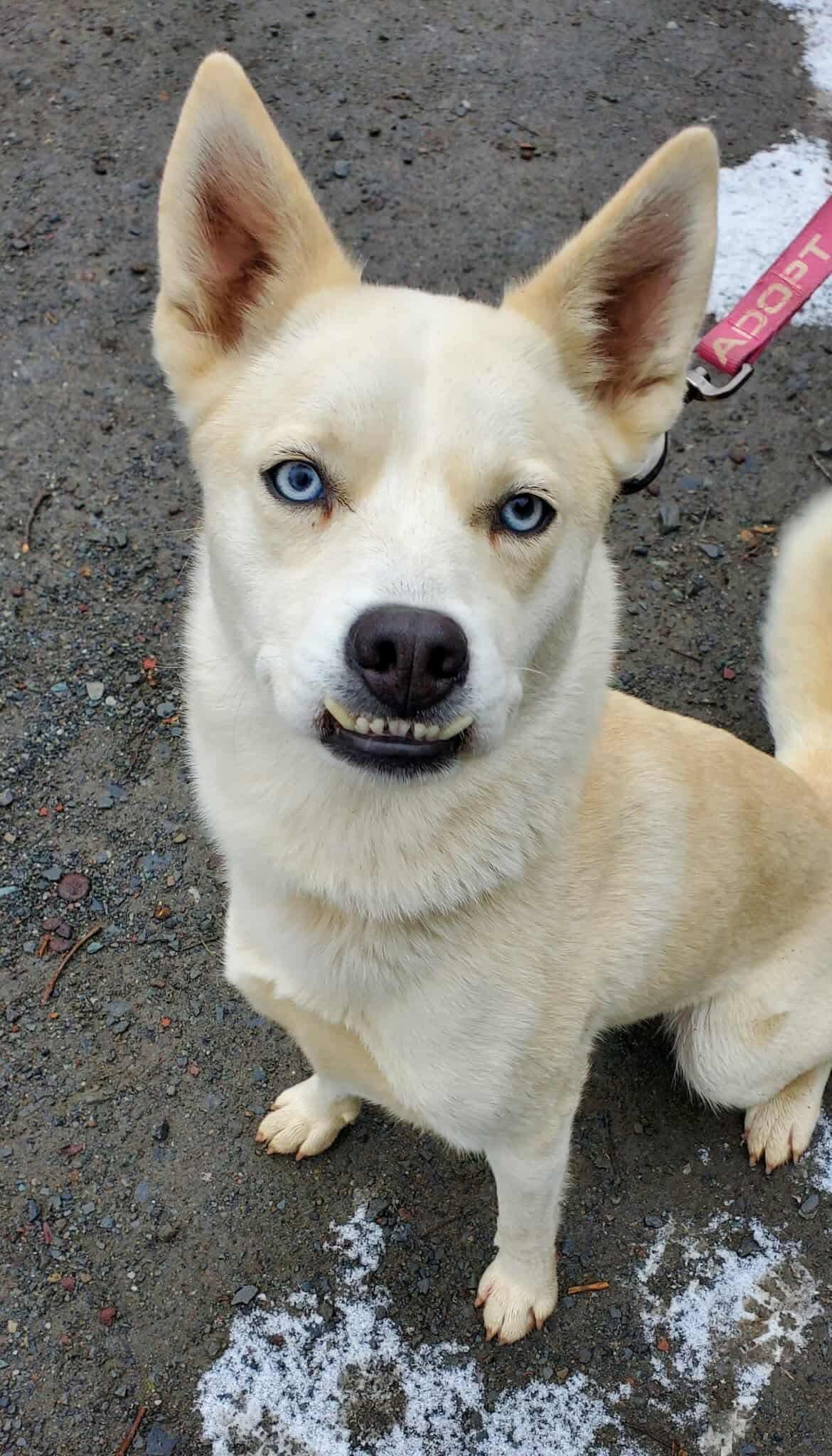 Robbie, a Adoptable mixed breed in Argyle, NY image 4/6