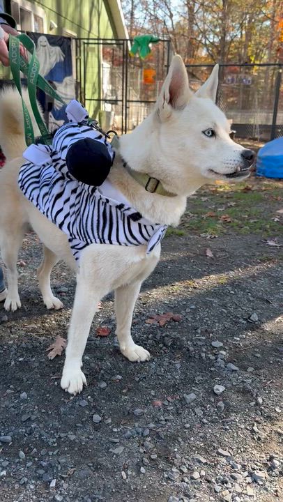 Enlarge Robbie, a Adoptable mixed breed in Argyle, NY video 5/6