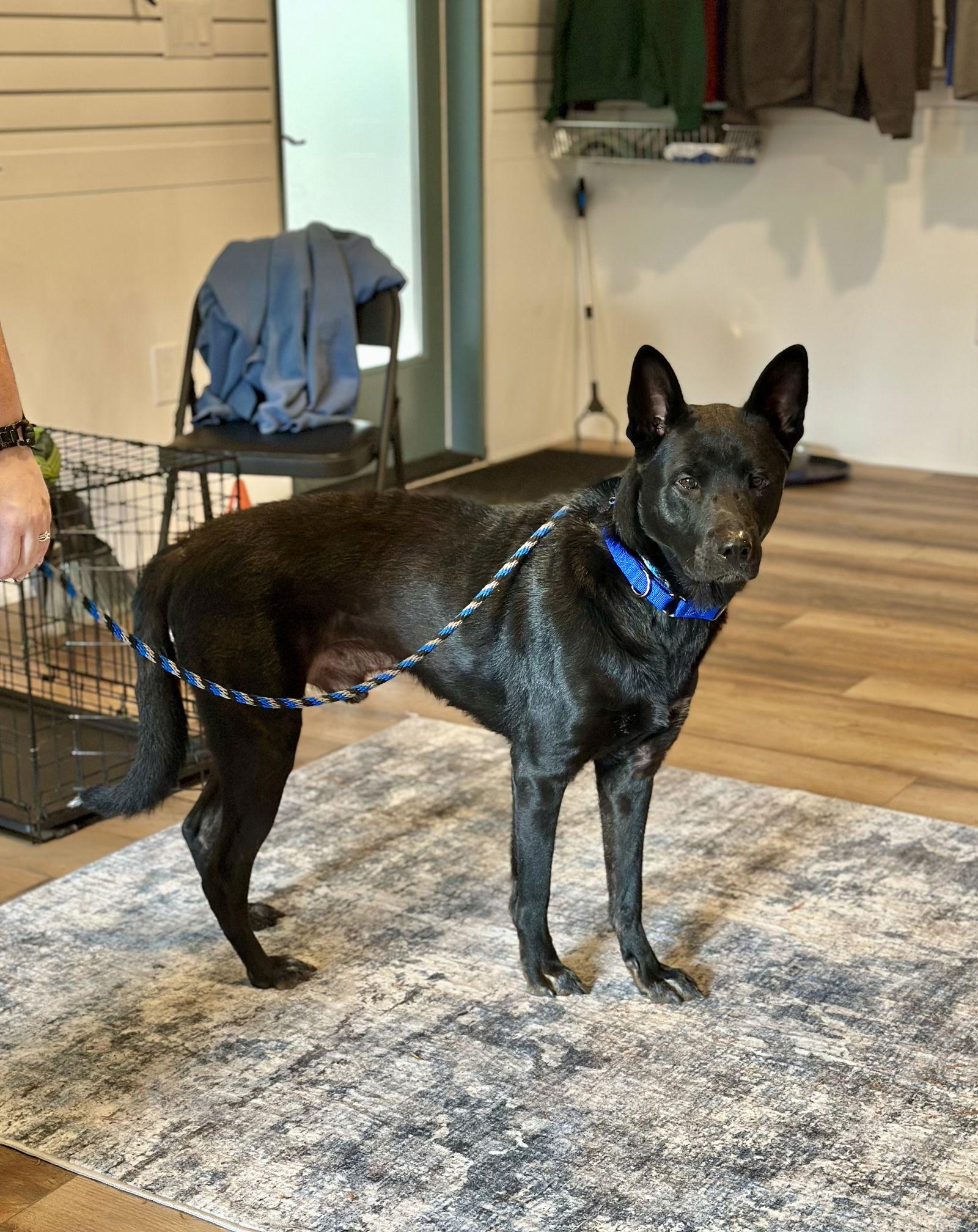 Moses, Adoptable, Adult Male Shepherd.