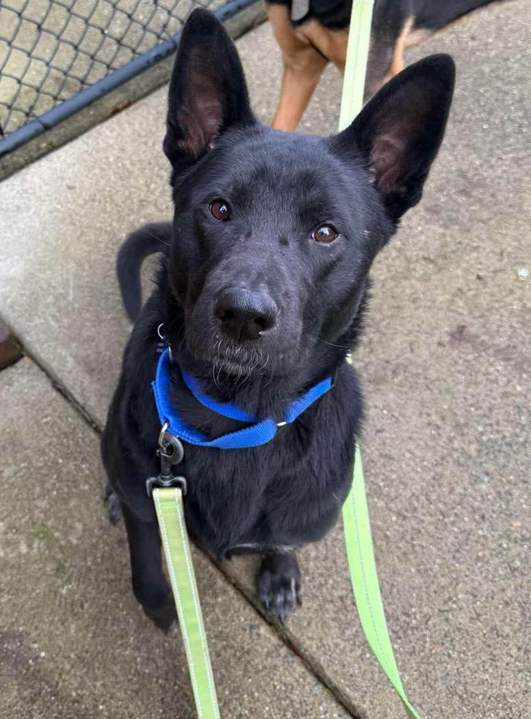 Moses, a Adoptable Shepherd in Bothell, WA image 2/3