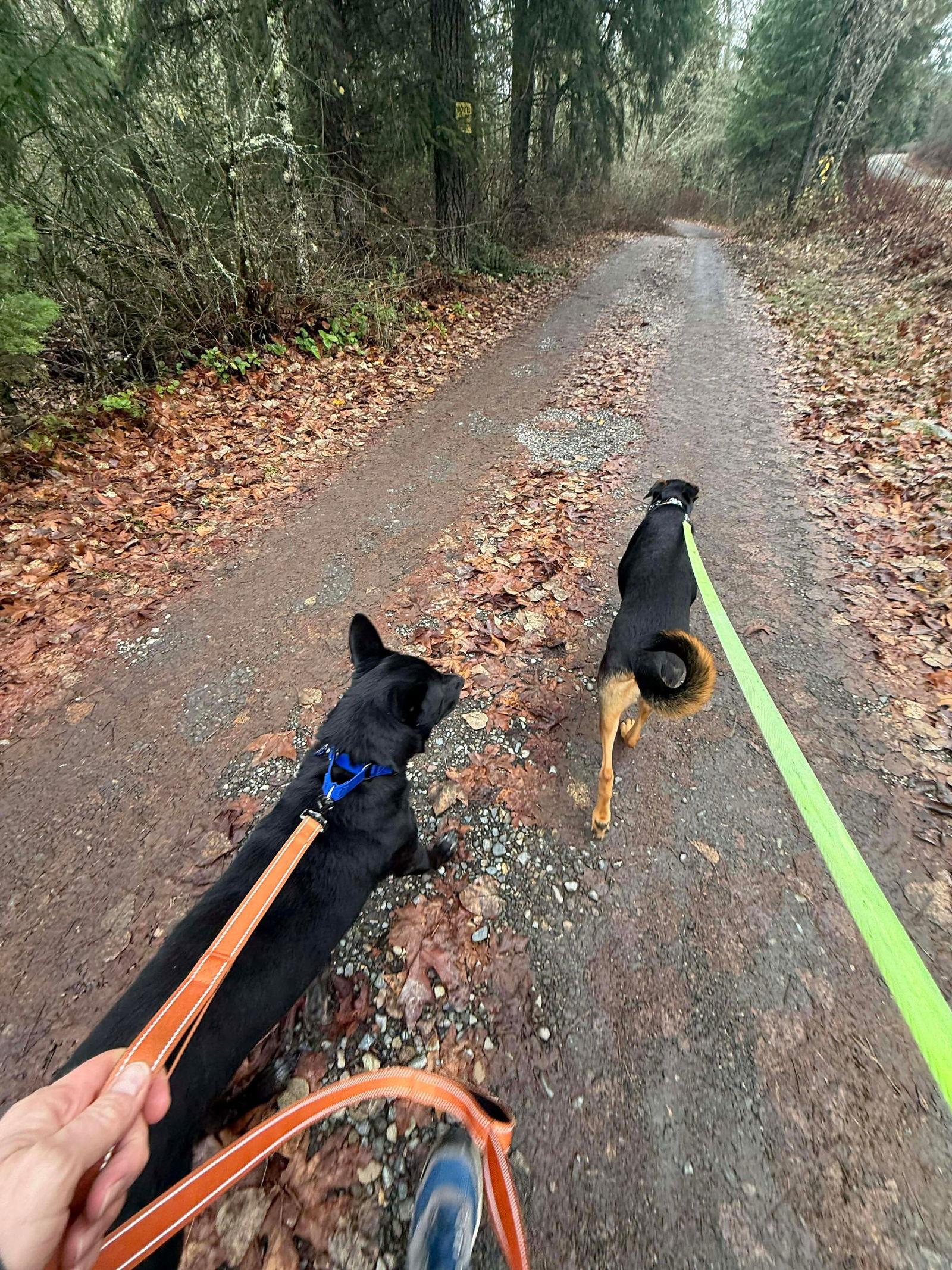 Moses, a Adoptable Shepherd in Bothell, WA image 3/3
