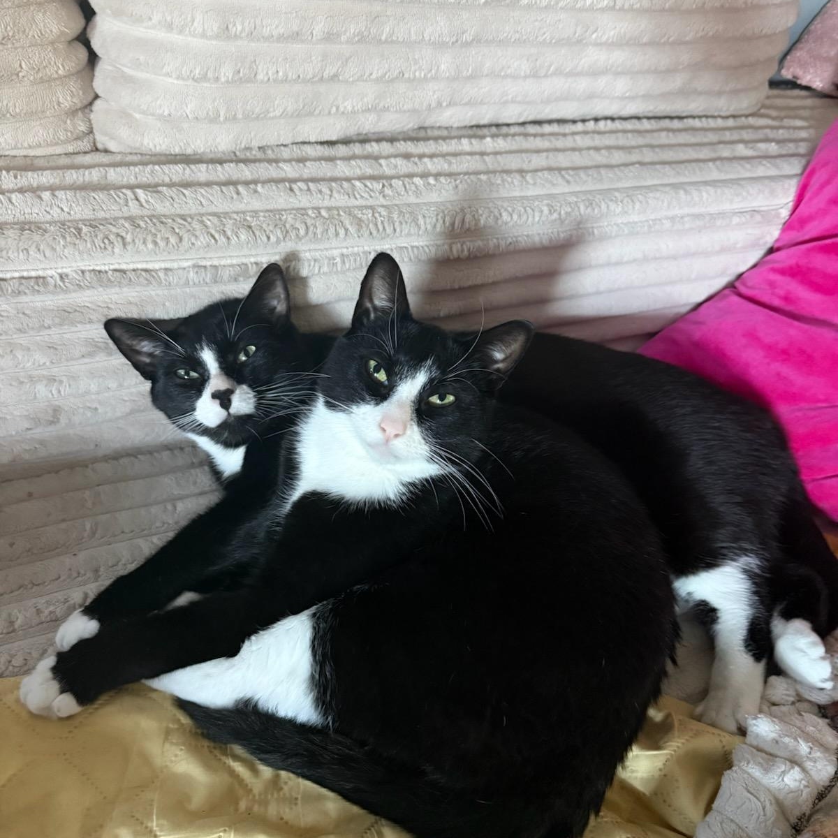 Pinky and Peter (males) 3yrs old Tuxedo, ADOPTABLE, Adult Male Tuxedo.
