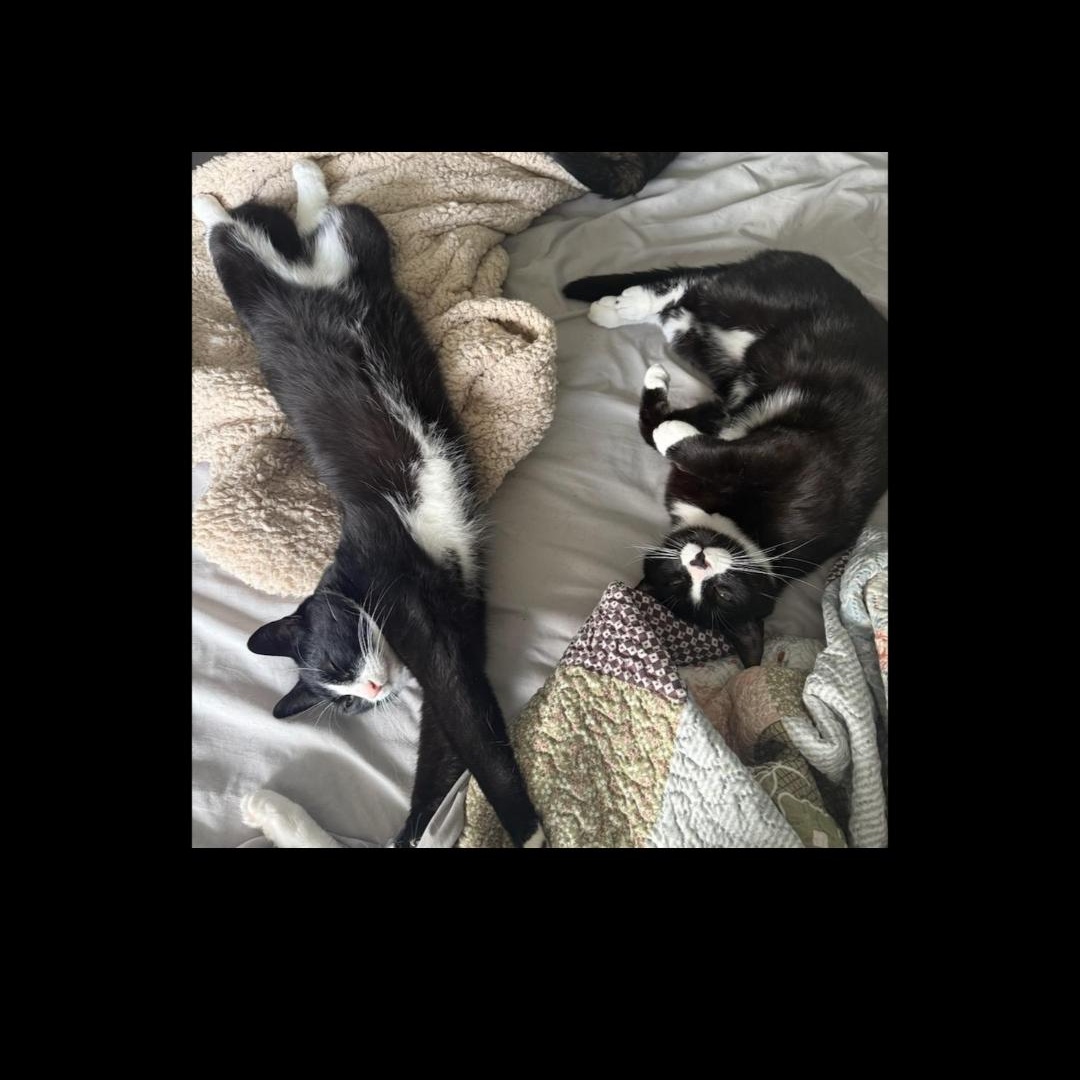 Enlarge Pinky and Peter (males) 3yrs old Tuxedo, a ADOPTABLE Tuxedo in Ottawa, ON image 5/6