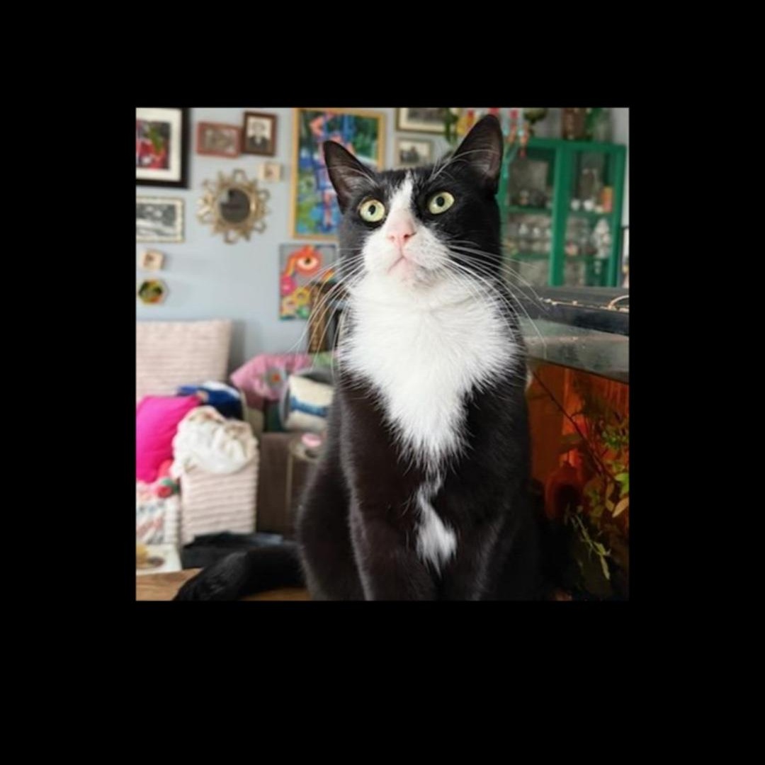 Enlarge Pinky and Peter (males) 3yrs old Tuxedo, a ADOPTABLE Tuxedo in Ottawa, ON image 4/6