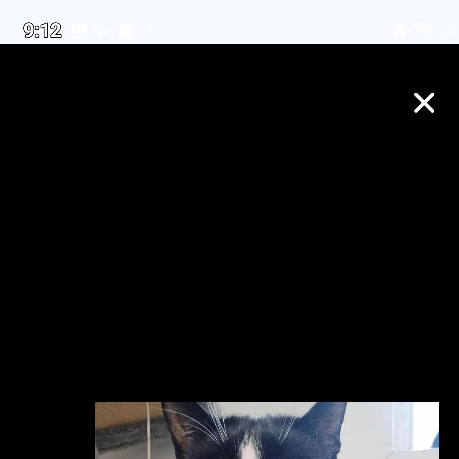 Enlarge Pinky and Peter (males) 3yrs old Tuxedo, a ADOPTABLE Tuxedo in Ottawa, ON image 6/6