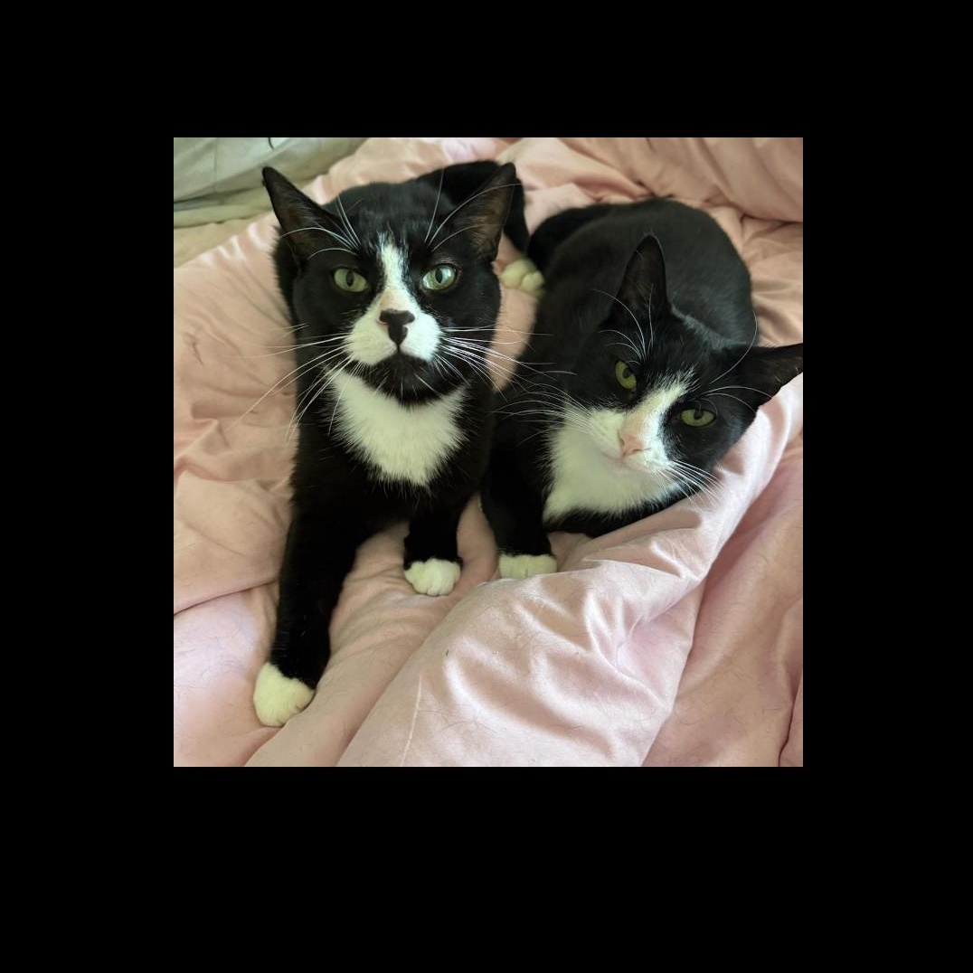 Enlarge Pinky and Peter (males) 3yrs old Tuxedo, a ADOPTABLE Tuxedo in Ottawa, ON image 2/6