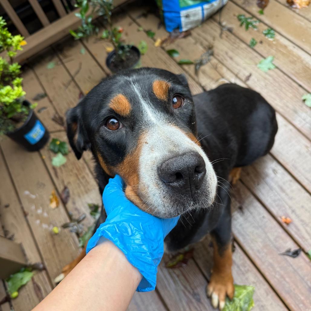 Enlarge Twinkle, a Adoptable Greater Swiss Mountain Dog in West Chester, PA image 1/1