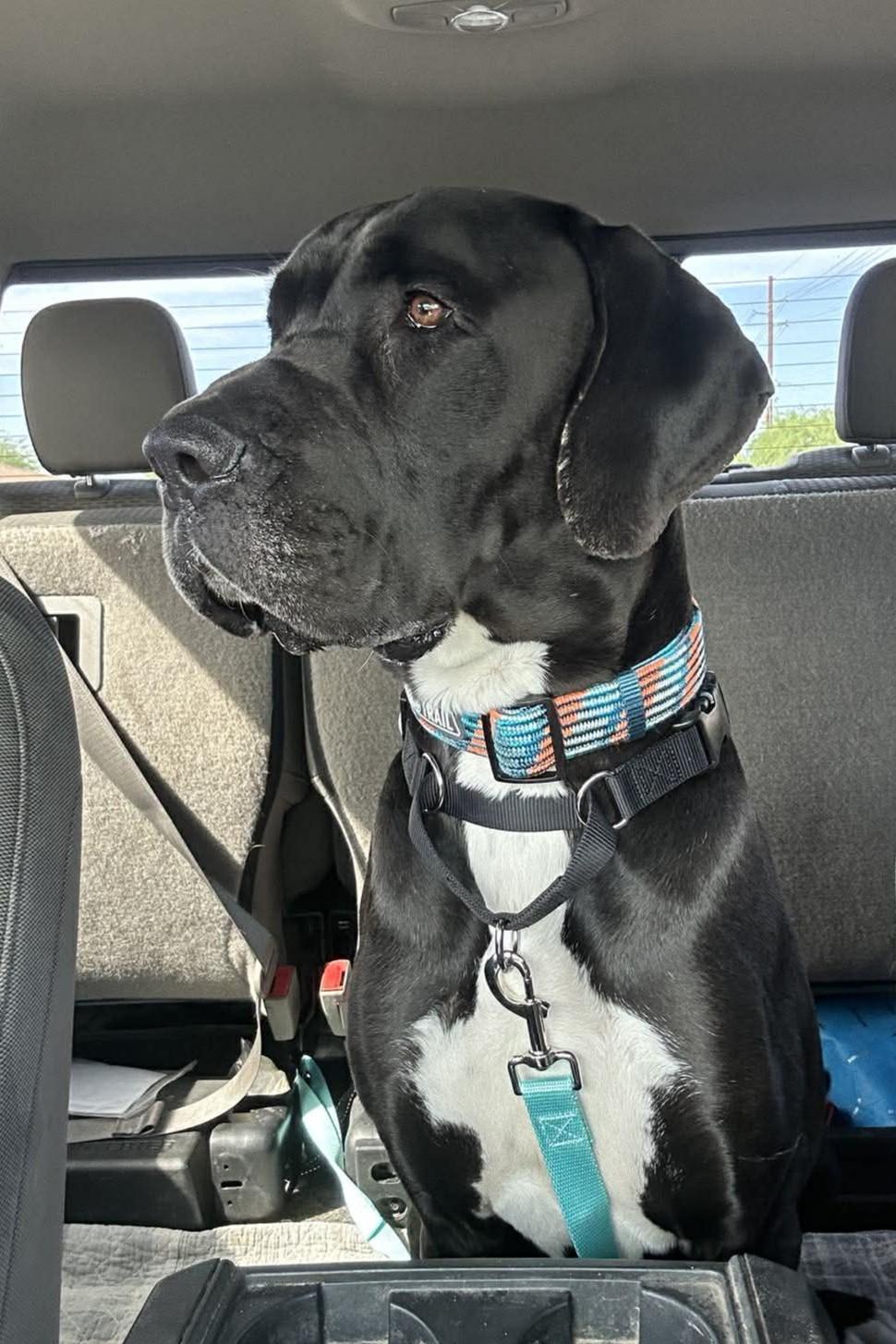 Everest, Adoptable, Adult Male Mastiff & Great Dane.