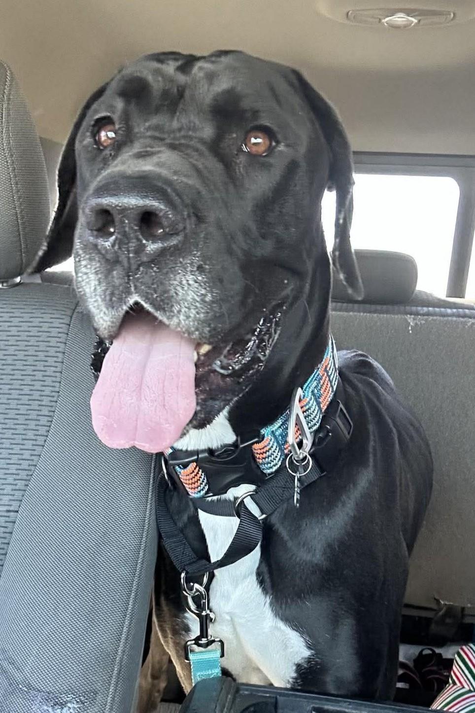 Everest, a Adoptable mixed breed in Mesa, AZ image 4/5