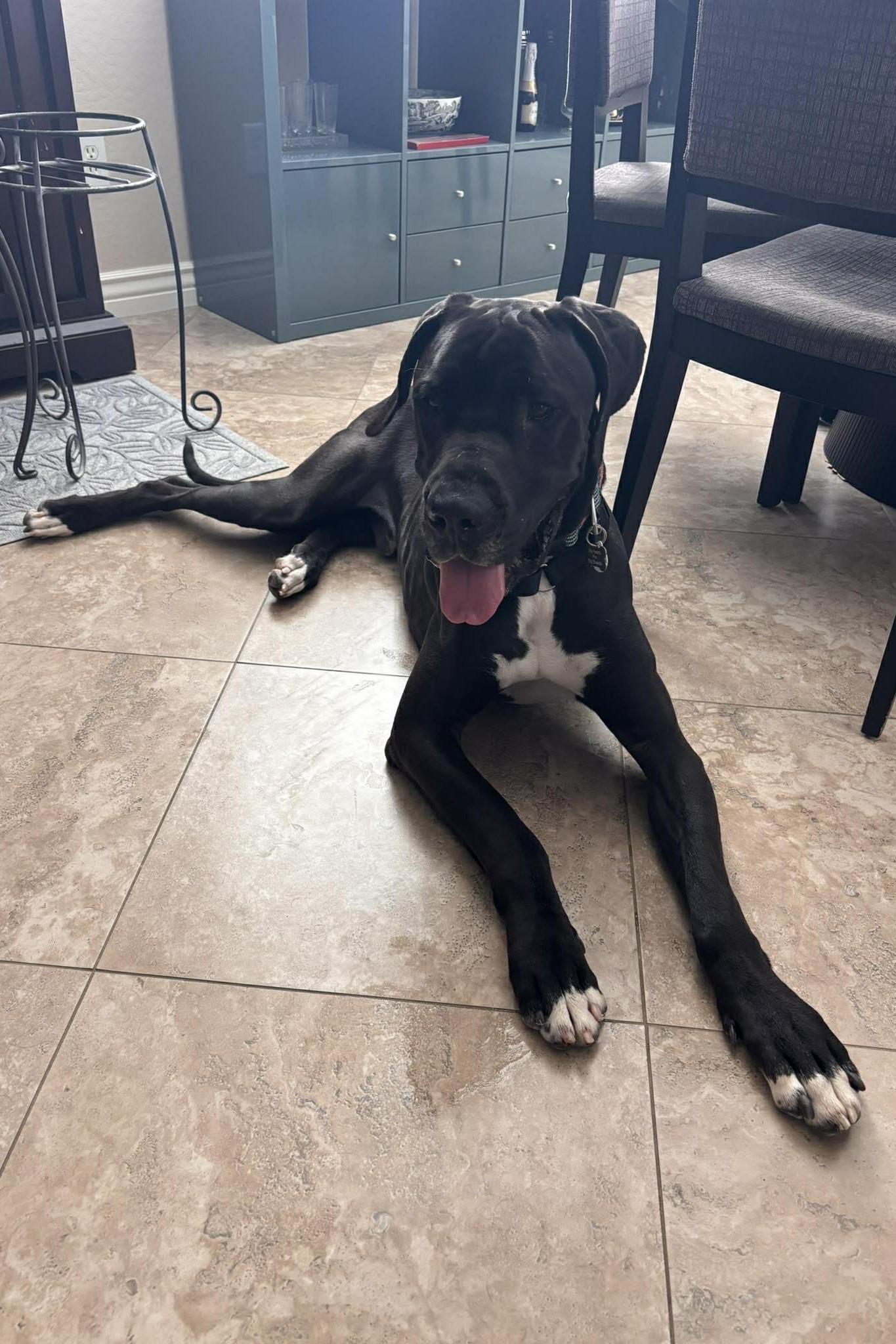 Everest, a Adoptable mixed breed in Mesa, AZ image 5/5