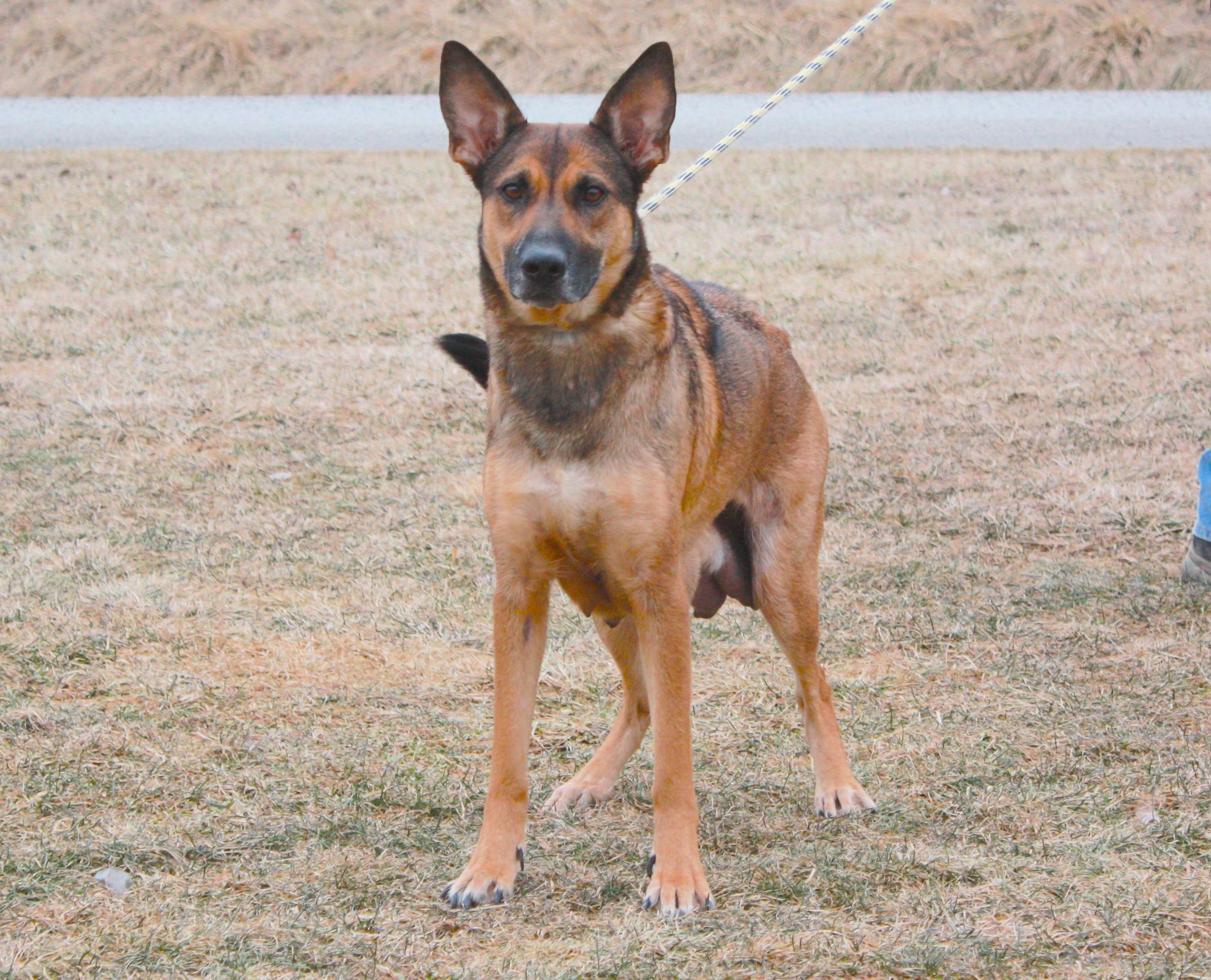 Sissy, Adoptable, Adult Female German Shepherd Dog.