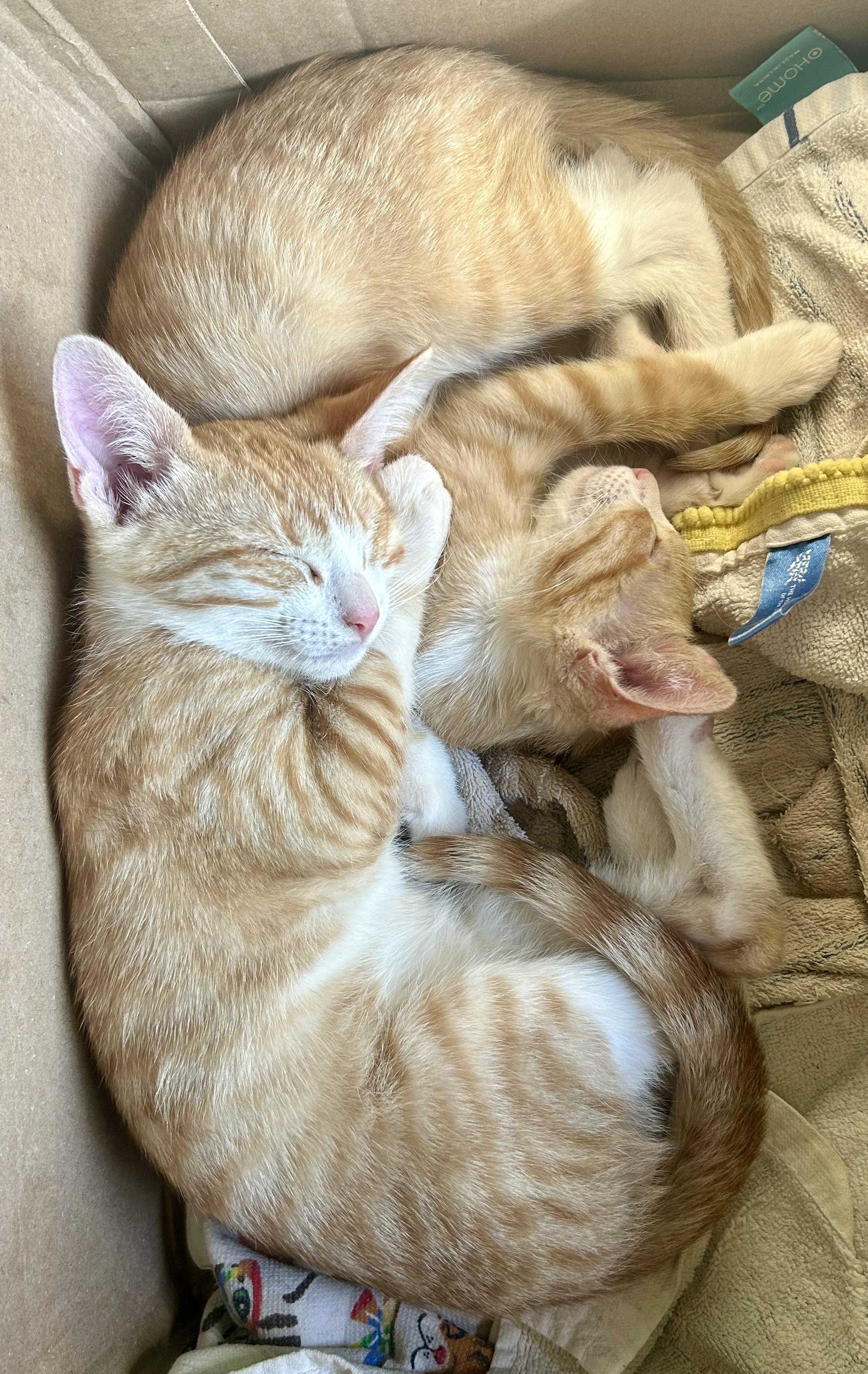 Enlarge Waffles, an adopted Domestic Short Hair in Oracle, AZ image 5/6