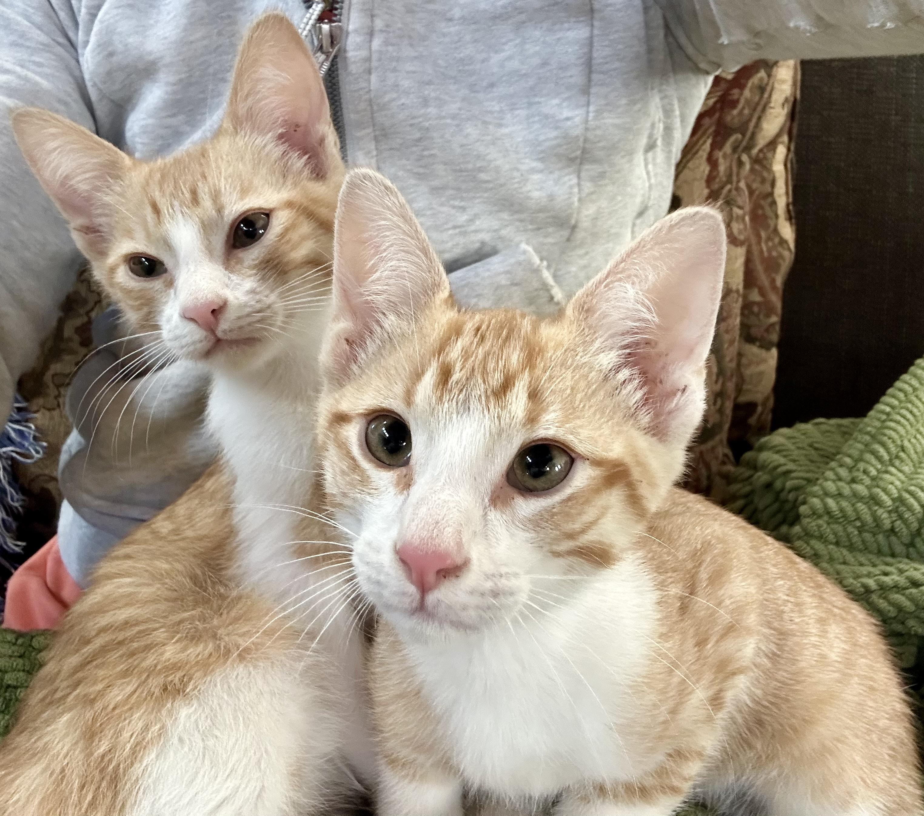 Enlarge Waffles, an adopted Domestic Short Hair in Oracle, AZ image 3/6