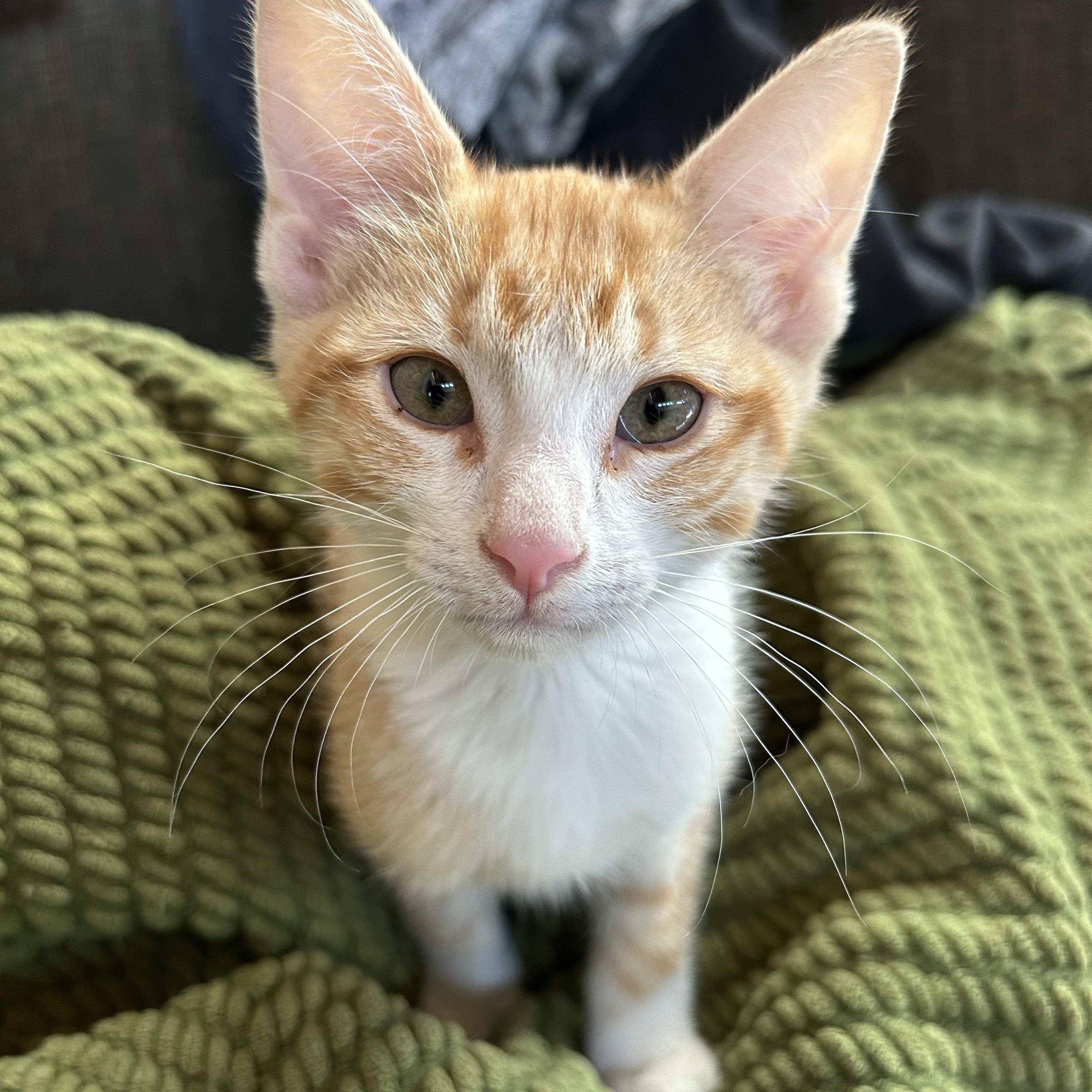 Enlarge Waffles, an adopted Domestic Short Hair in Oracle, AZ image 1/6