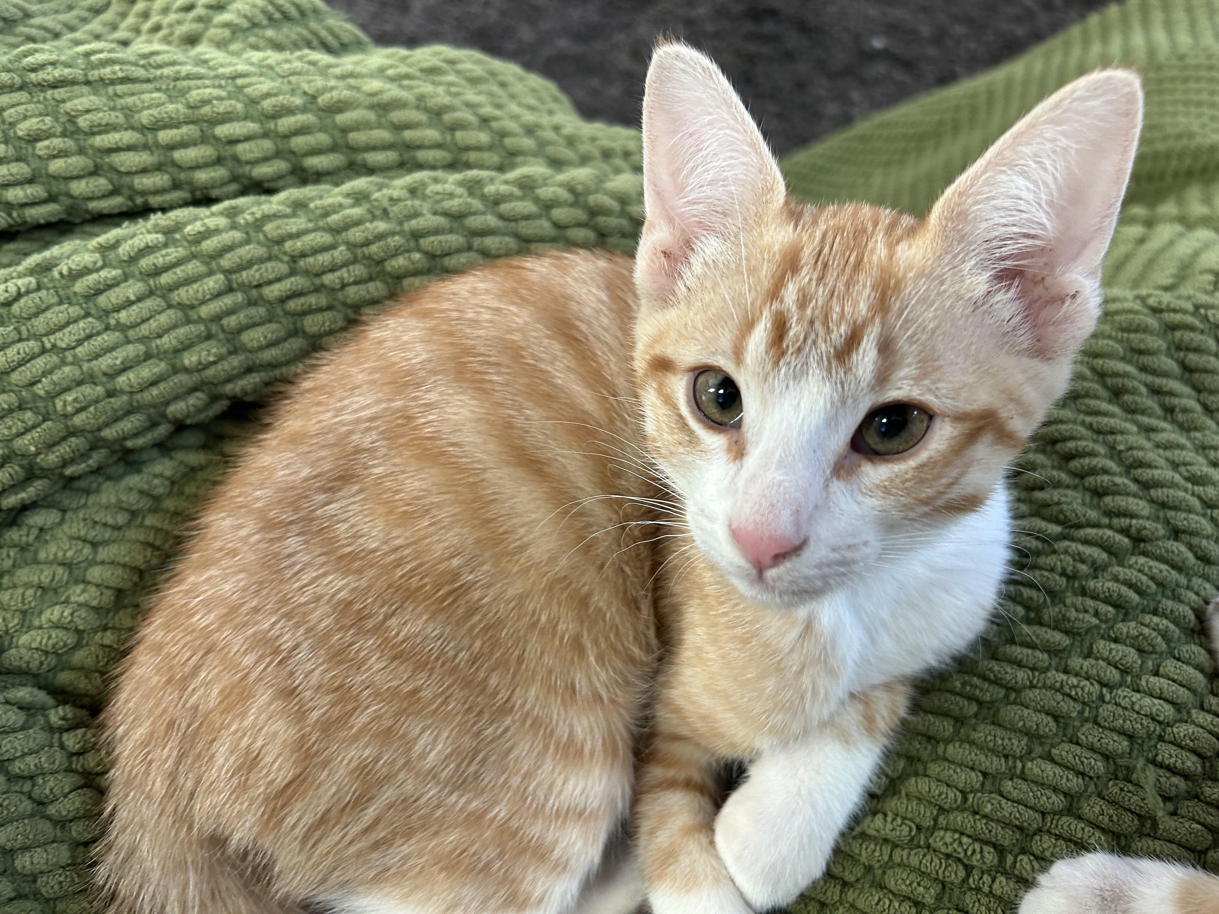 Enlarge Waffles, an adopted Domestic Short Hair in Oracle, AZ image 4/6