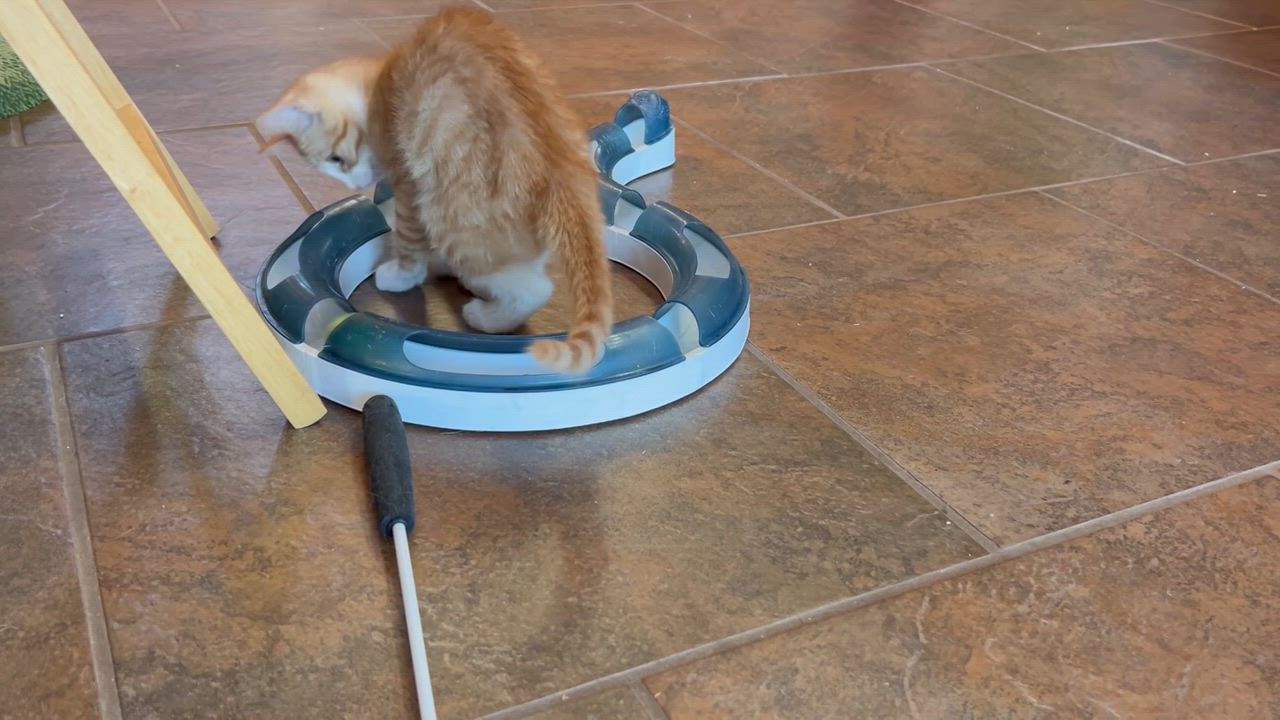 Enlarge Waffles, an adopted Domestic Short Hair in Oracle, AZ video 6/6