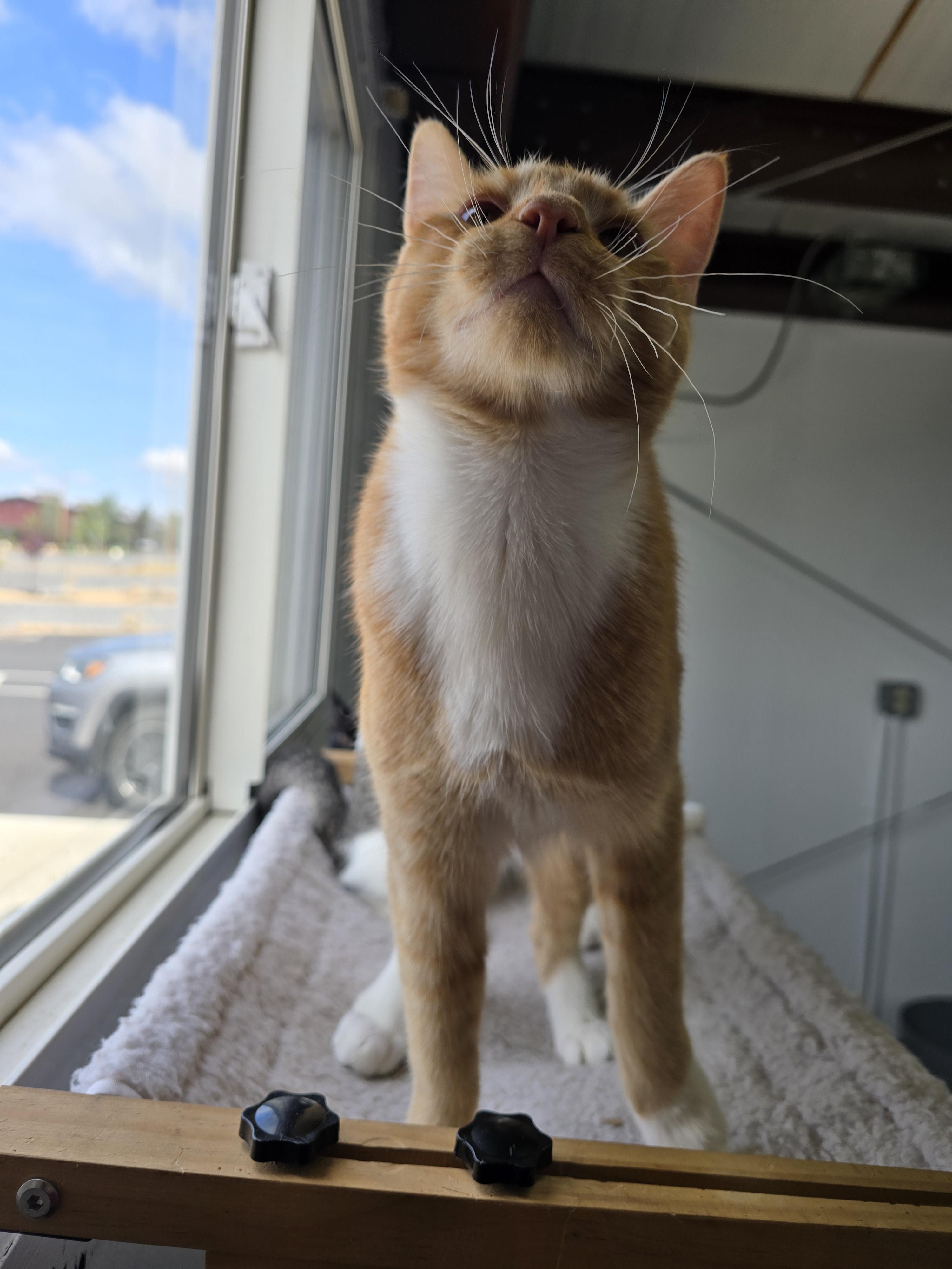 Enlarge Yukon, a Adoptable Domestic Short Hair in Prineville, OR image 2/2