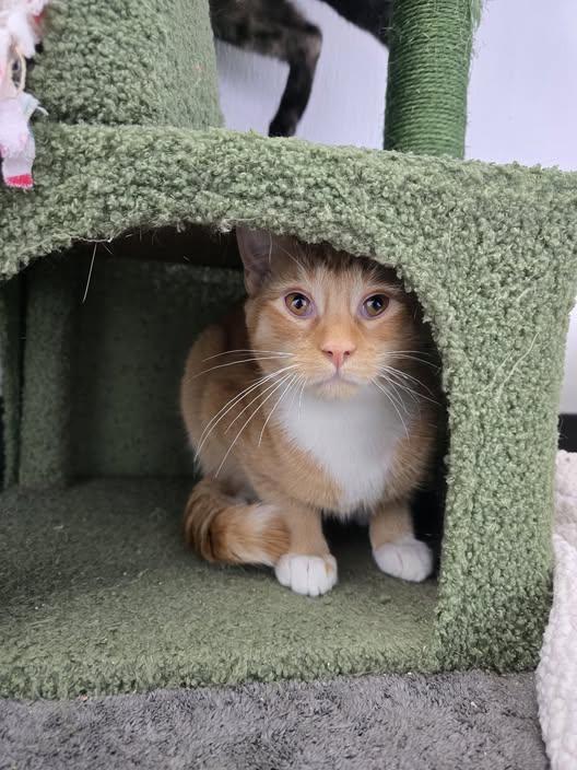 Yukon, Adoptable, Young Male Domestic Short Hair.