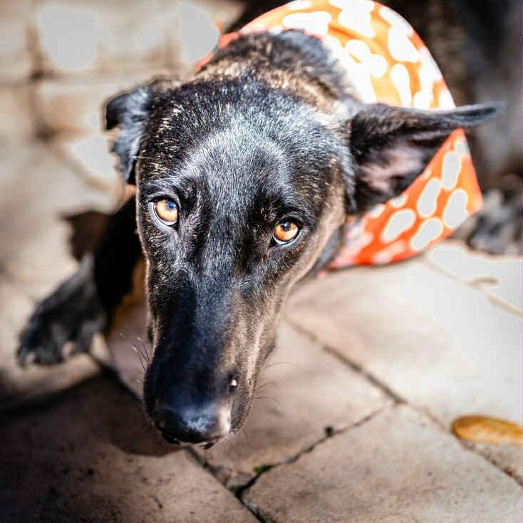 Amy Fay, Adoptable, Young Female Mixed Breed & Dutch Shepherd.