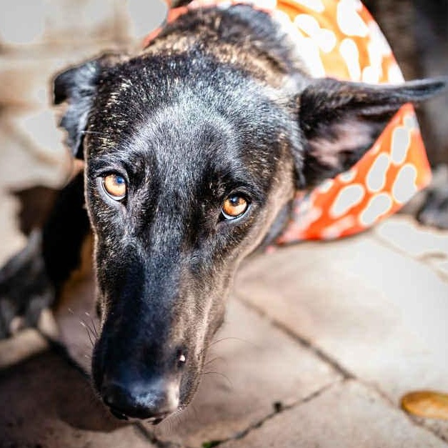 Amy Fay, a Adoptable mixed breed in Portland, OR image 1/6