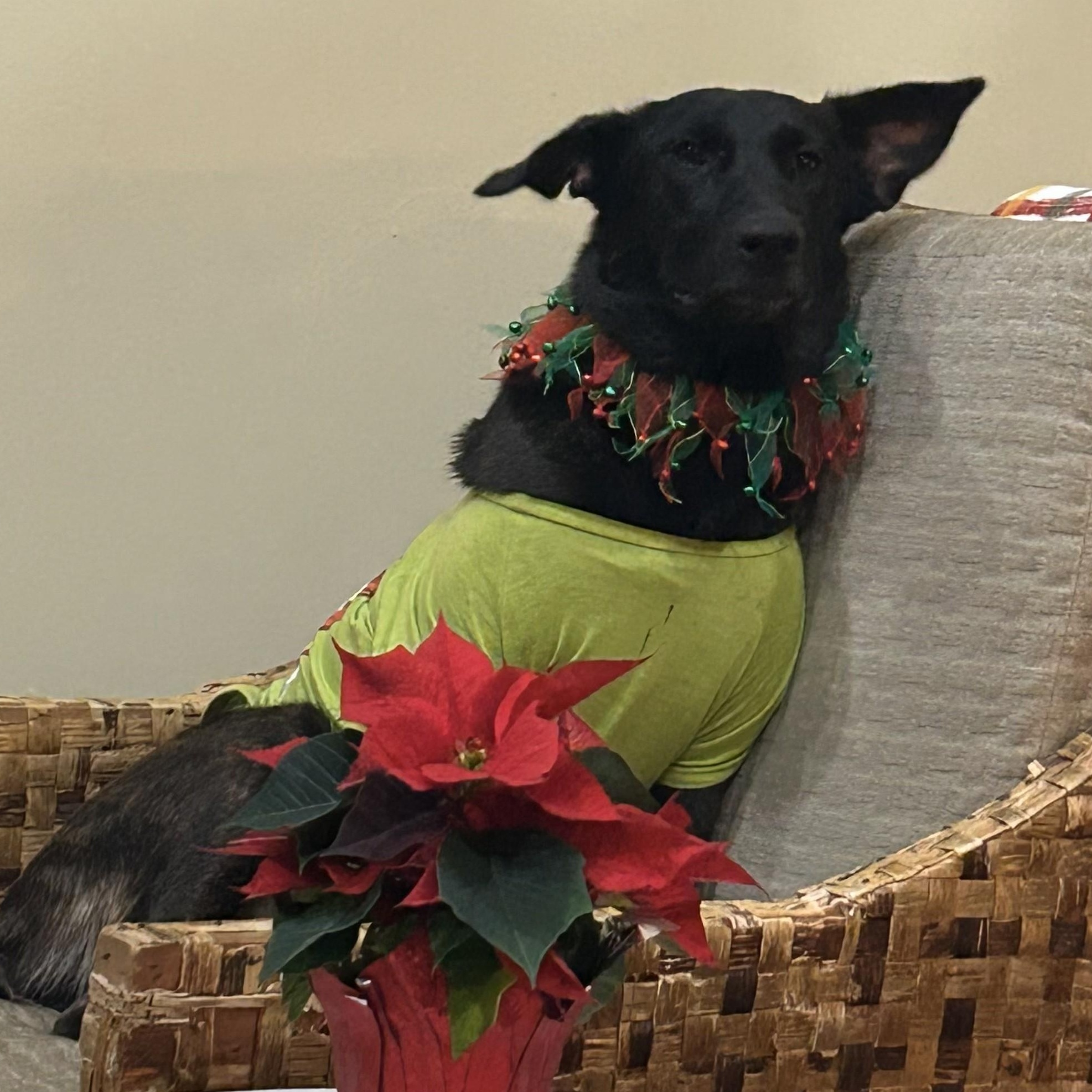 Enlarge Amy Fay, a Adoptable mixed breed in Portland, OR image 5/6