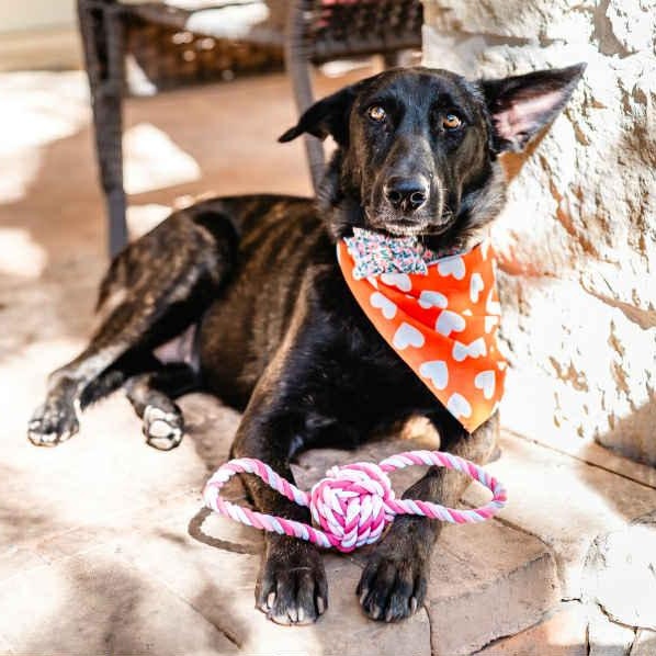 Enlarge Amy Fay, a Adoptable mixed breed in Portland, OR image 5/6