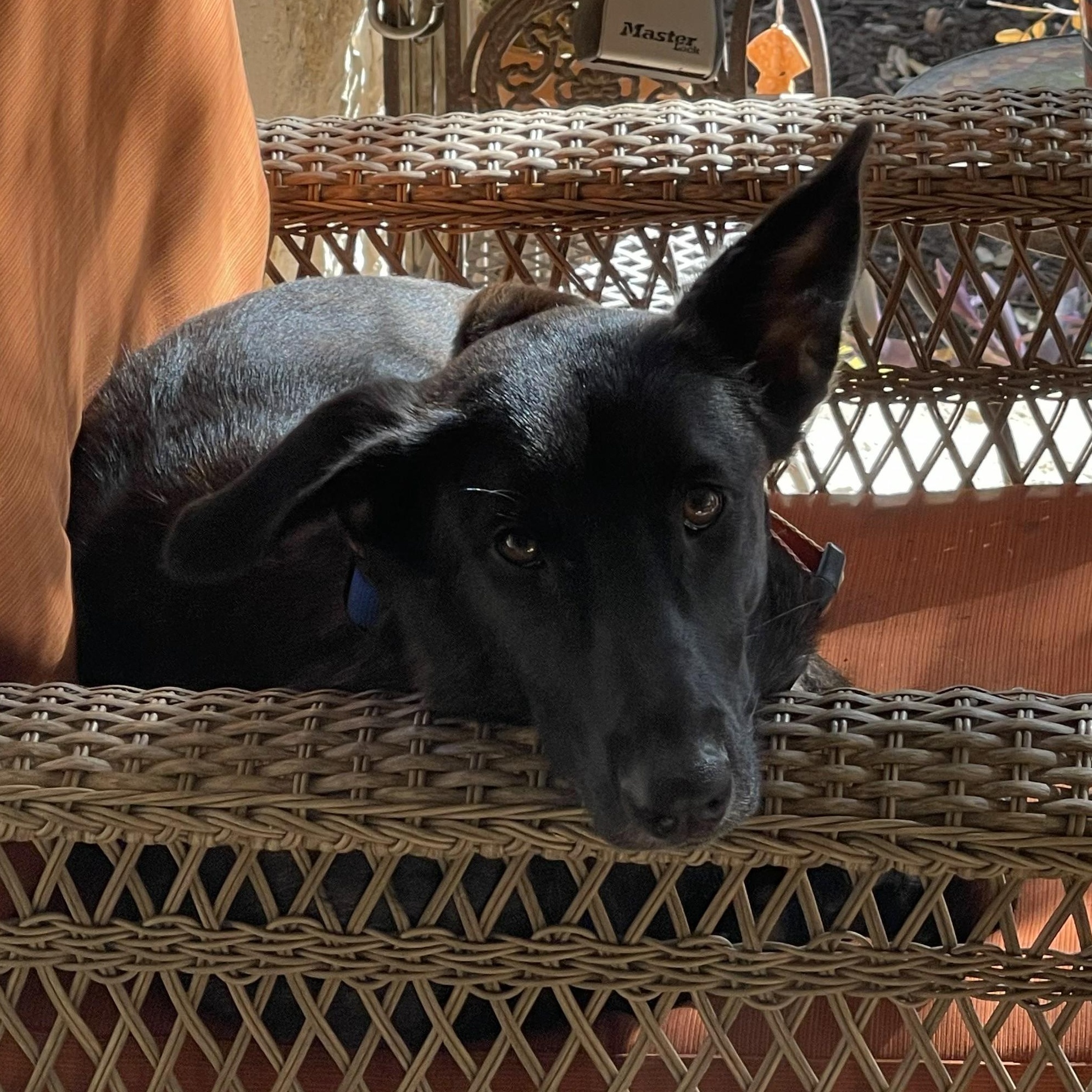 Enlarge Amy Fay, a Adoptable mixed breed in Portland, OR image 6/6