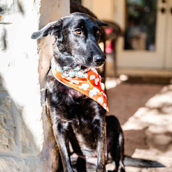 Enlarge Amy Fay, a Adoptable mixed breed in Portland, OR image 3/6