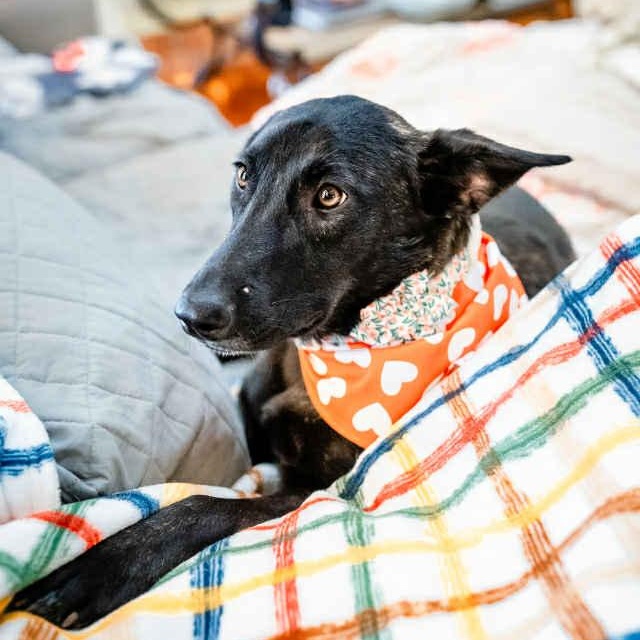 Enlarge Amy Fay, a Adoptable mixed breed in Portland, OR image 6/6