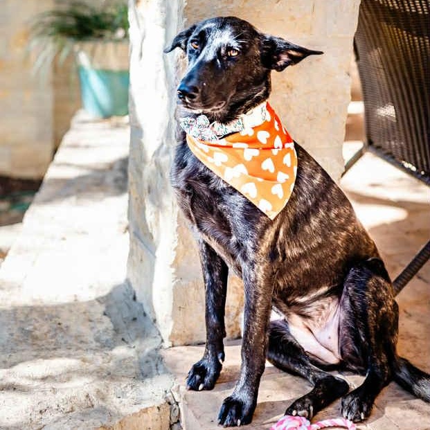 Enlarge Amy Fay, a Adoptable mixed breed in Portland, OR image 2/6