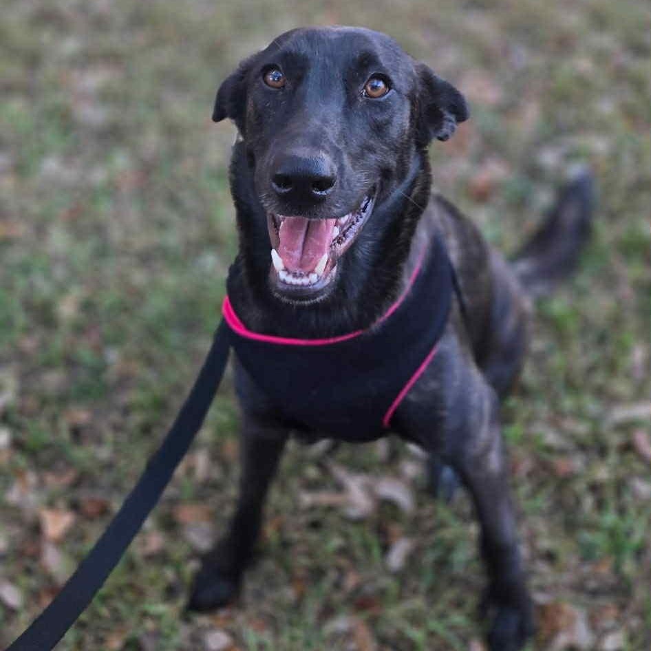 Amy Fay, Adoptable, Young Female Mixed Breed & Dutch Shepherd.