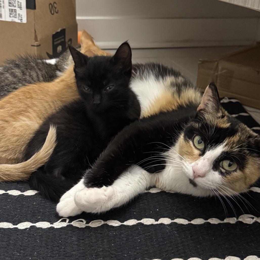 Golden Hour, a Adoptable Domestic Short Hair in Nashville, TN image 1/6
