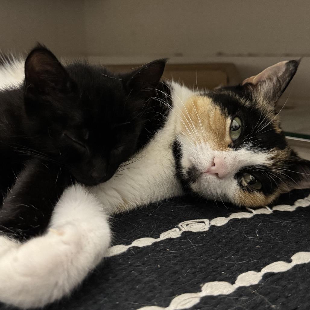 Golden Hour, a Adoptable Domestic Short Hair in Nashville, TN image 4/6