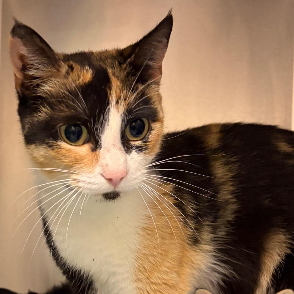 Golden Hour, a Adoptable Domestic Short Hair in Nashville, TN image 5/6