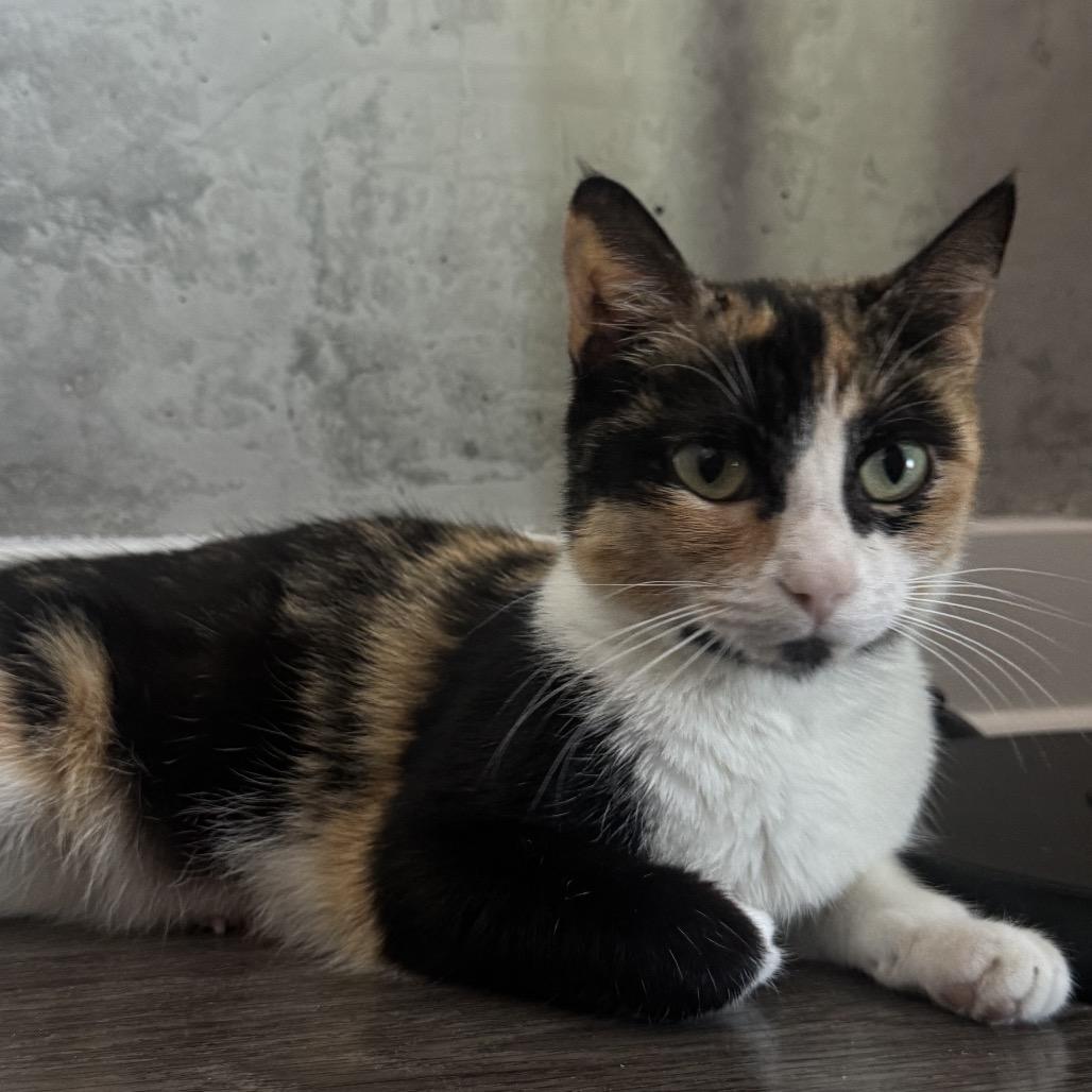 Golden Hour, a Adoptable Domestic Short Hair in Nashville, TN image 6/6