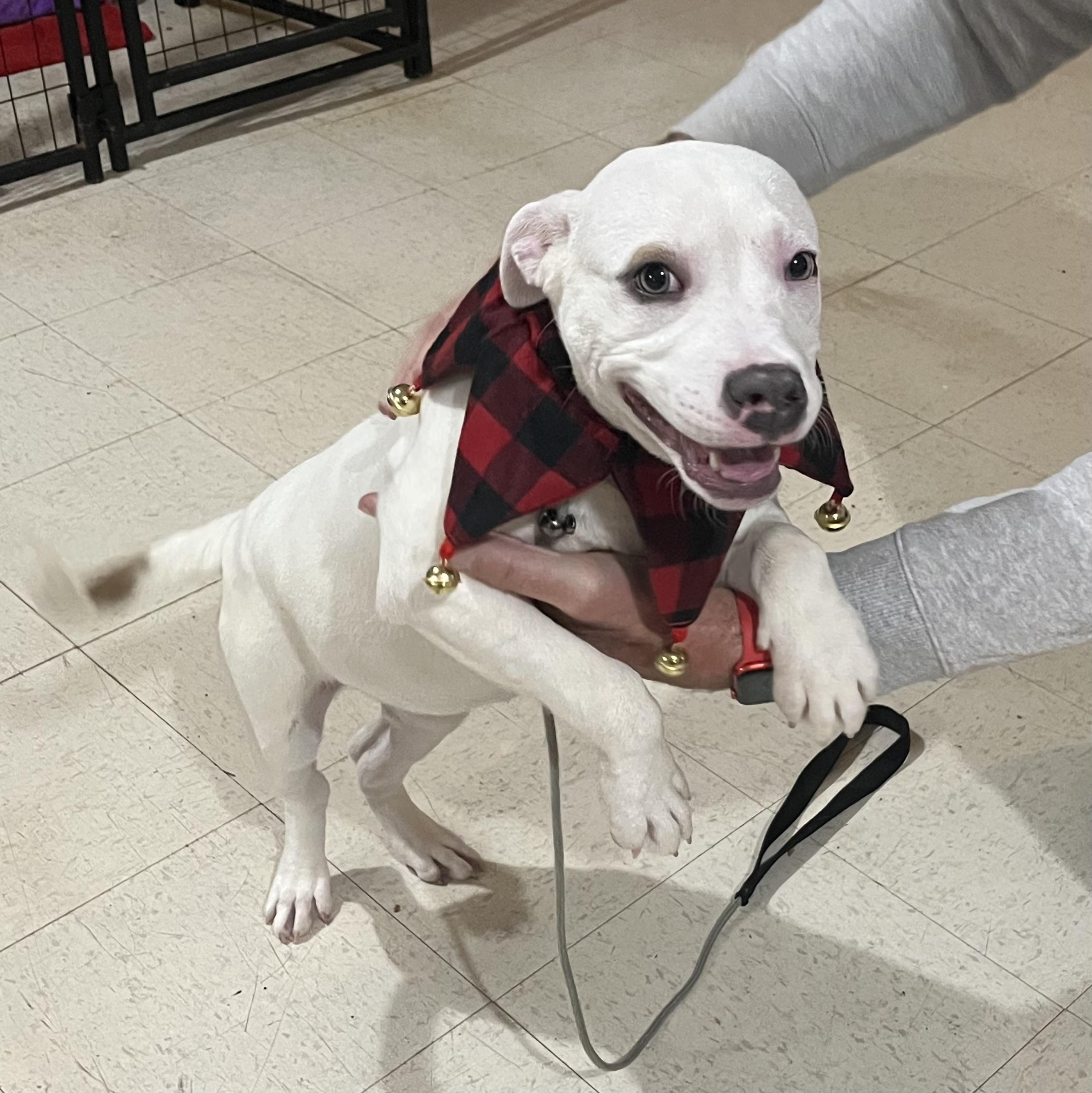 Hope, ADOPTABLE, Puppy Female Pit Bull Terrier.