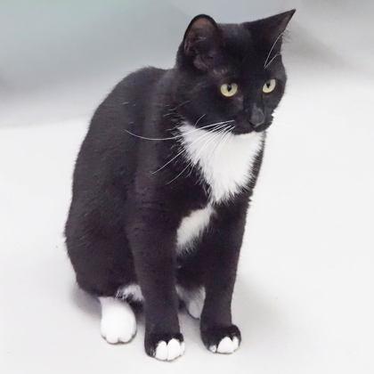 Lucky, Adoptable, Adult Female Domestic Short Hair & Domestic Short Hair.