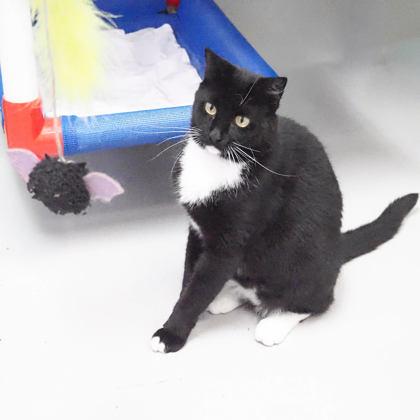 Enlarge Lucky, a Adoptable mixed breed in Largo, FL image 2/3