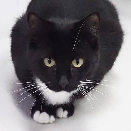 Enlarge Lucky, a Adoptable mixed breed in Largo, FL image 3/3
