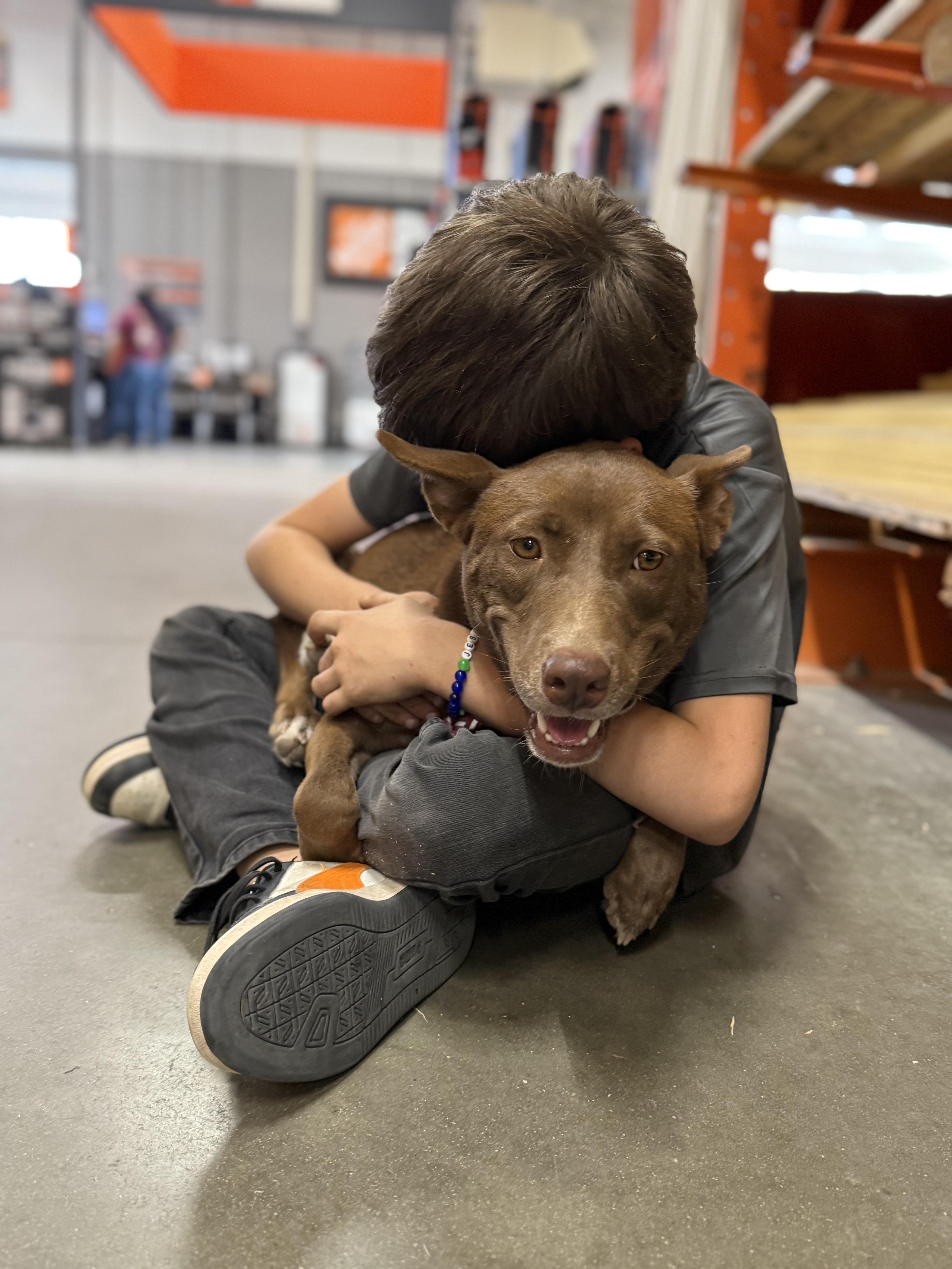 Enlarge Gertrude "Trudy", a Adoptable mixed breed in Lexington, TX image 3/5