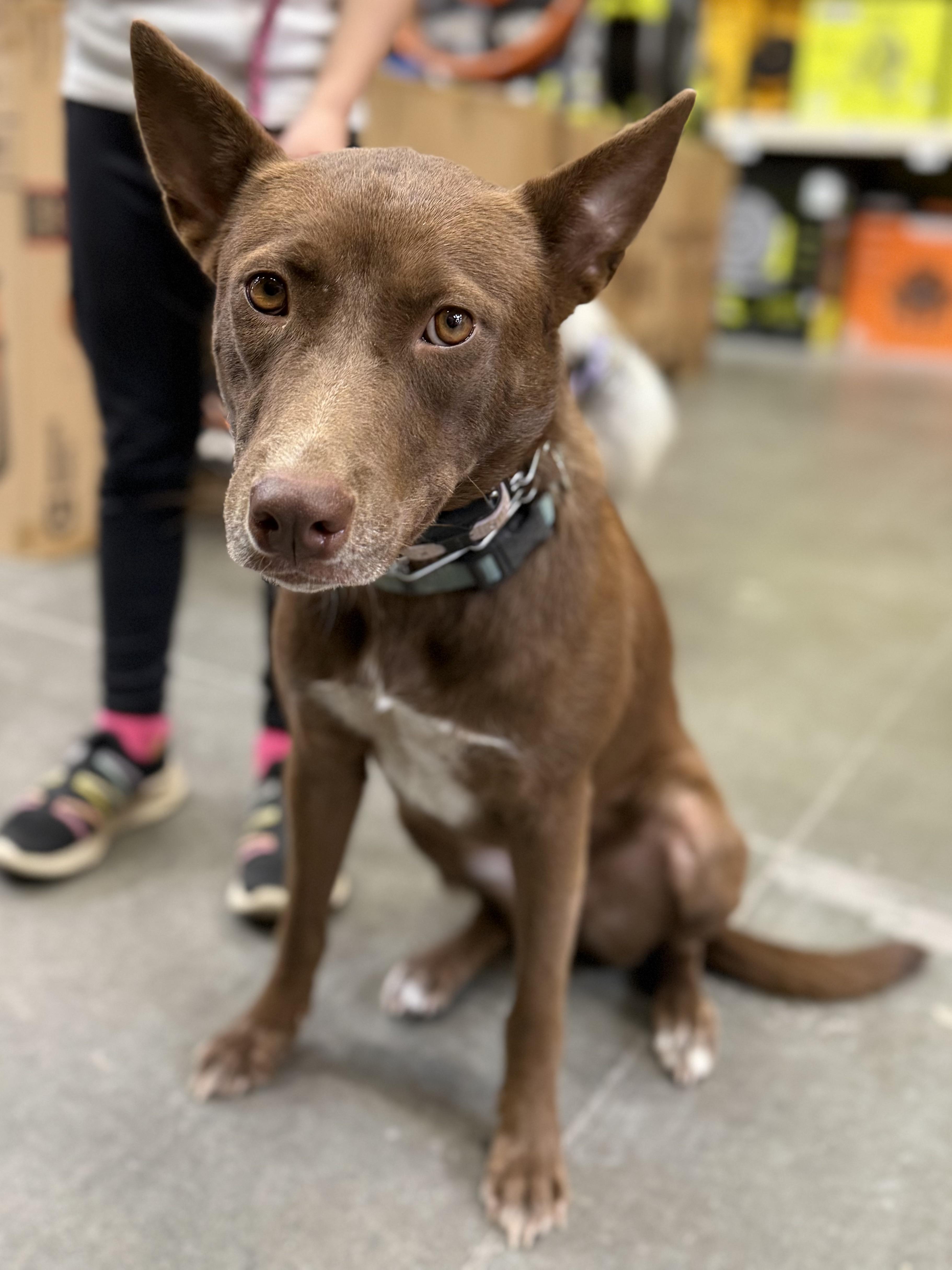 Enlarge Gertrude "Trudy", a Adoptable mixed breed in Lexington, TX image 2/5