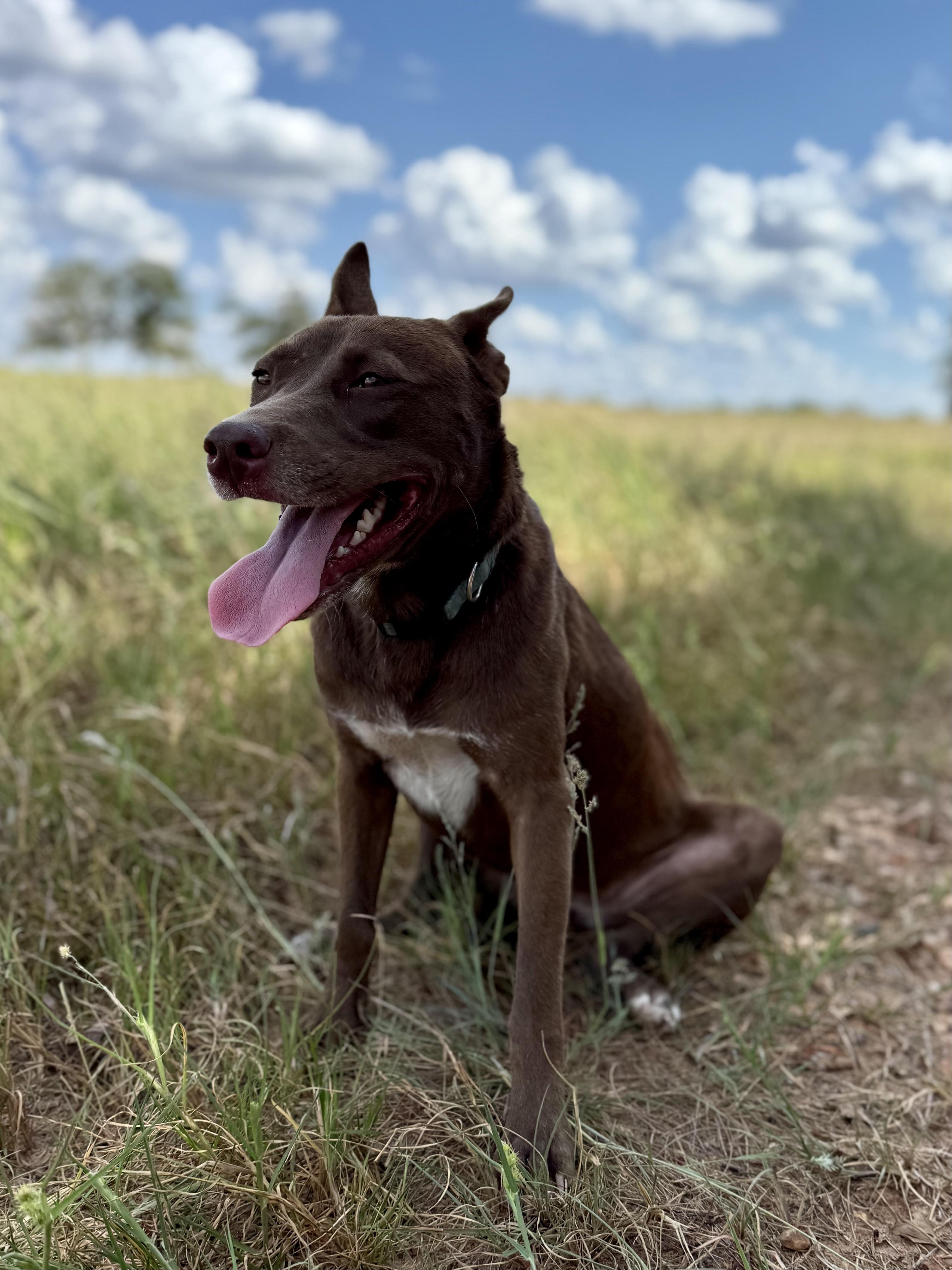 Enlarge Gertrude "Trudy", a Adoptable mixed breed in Lexington, TX image 4/5