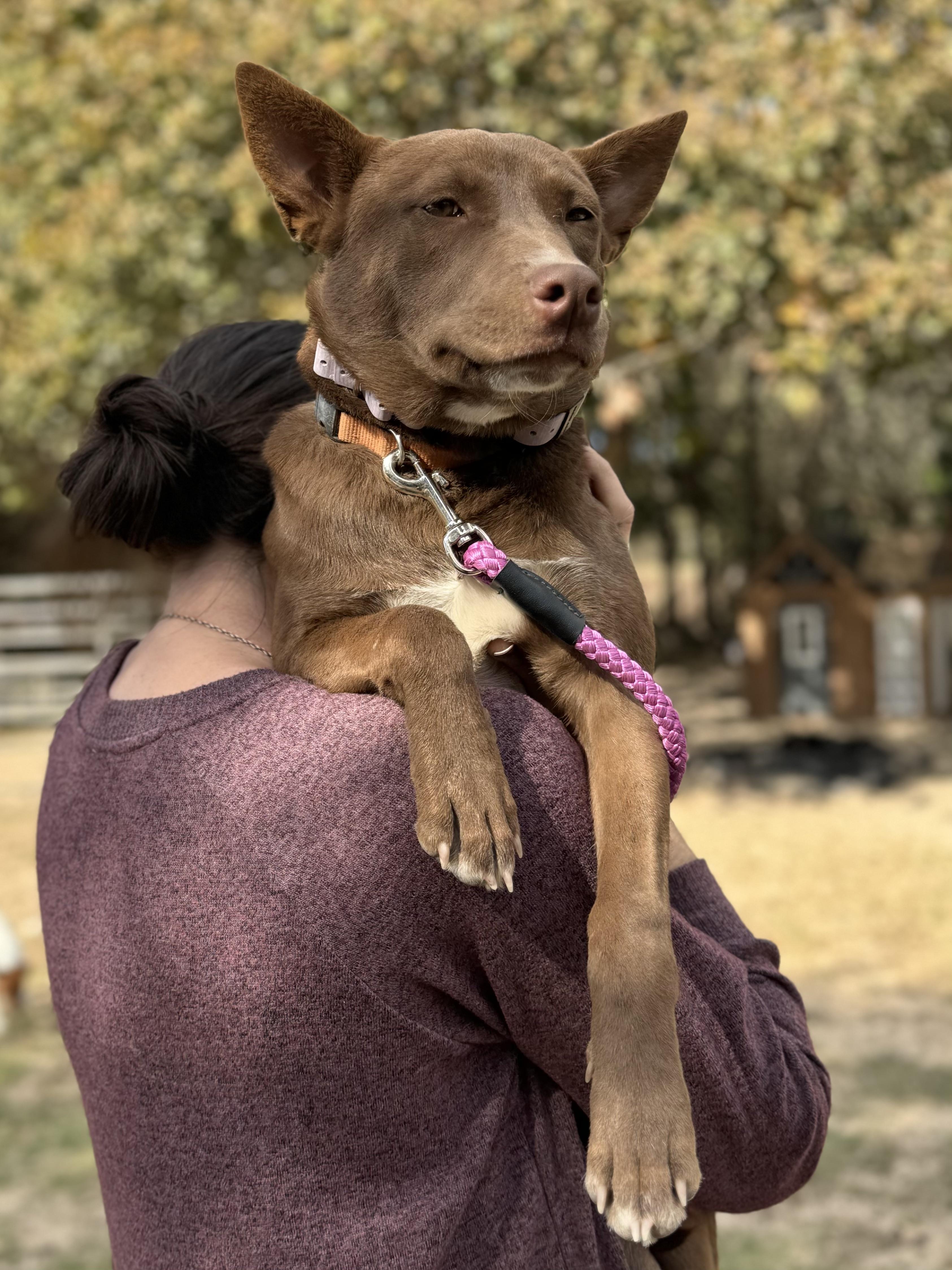 Enlarge Gertrude "Trudy", a Adoptable mixed breed in Lexington, TX image 5/5