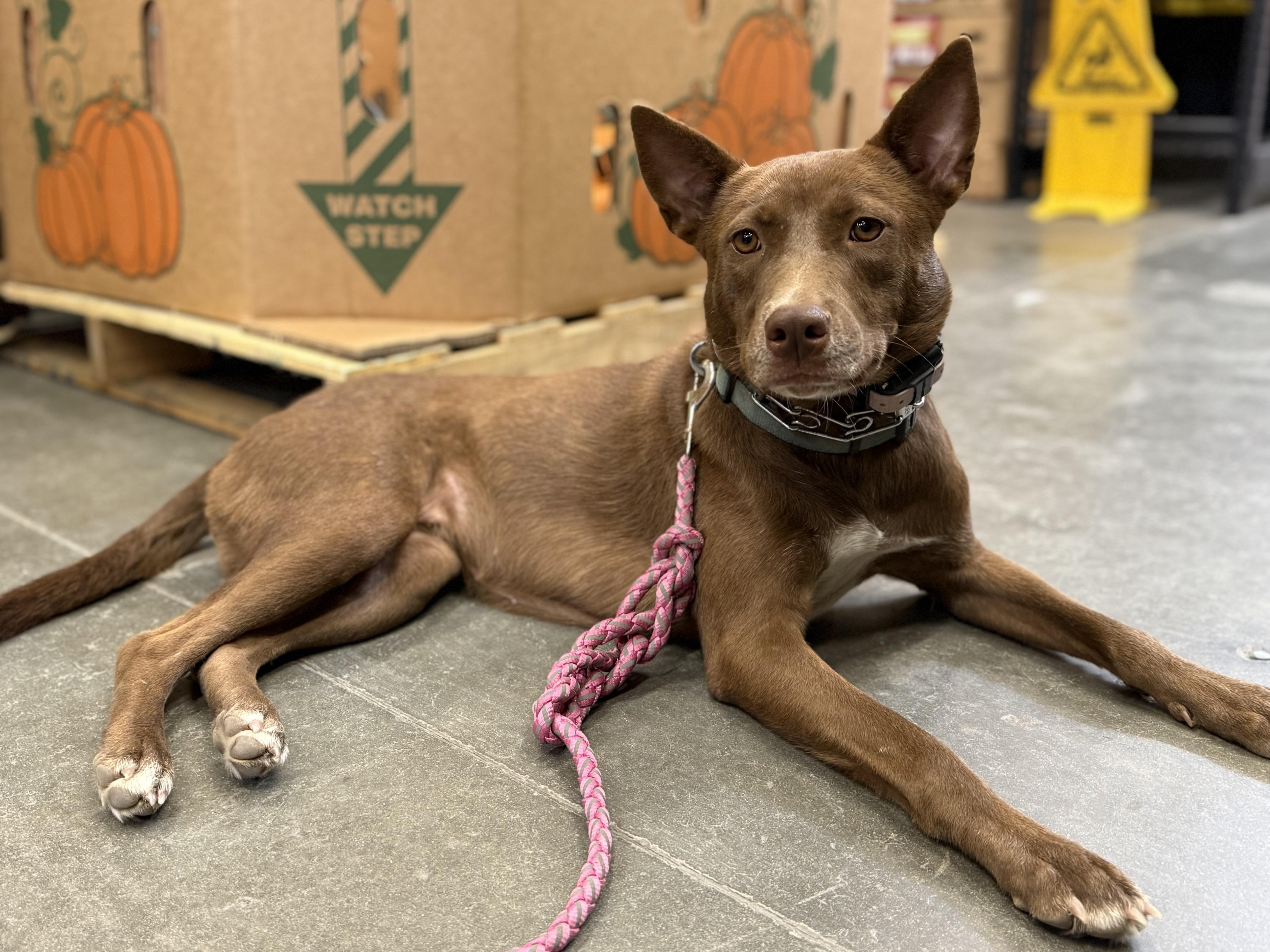 Enlarge Gertrude "Trudy", a Adoptable mixed breed in Lexington, TX image 1/5