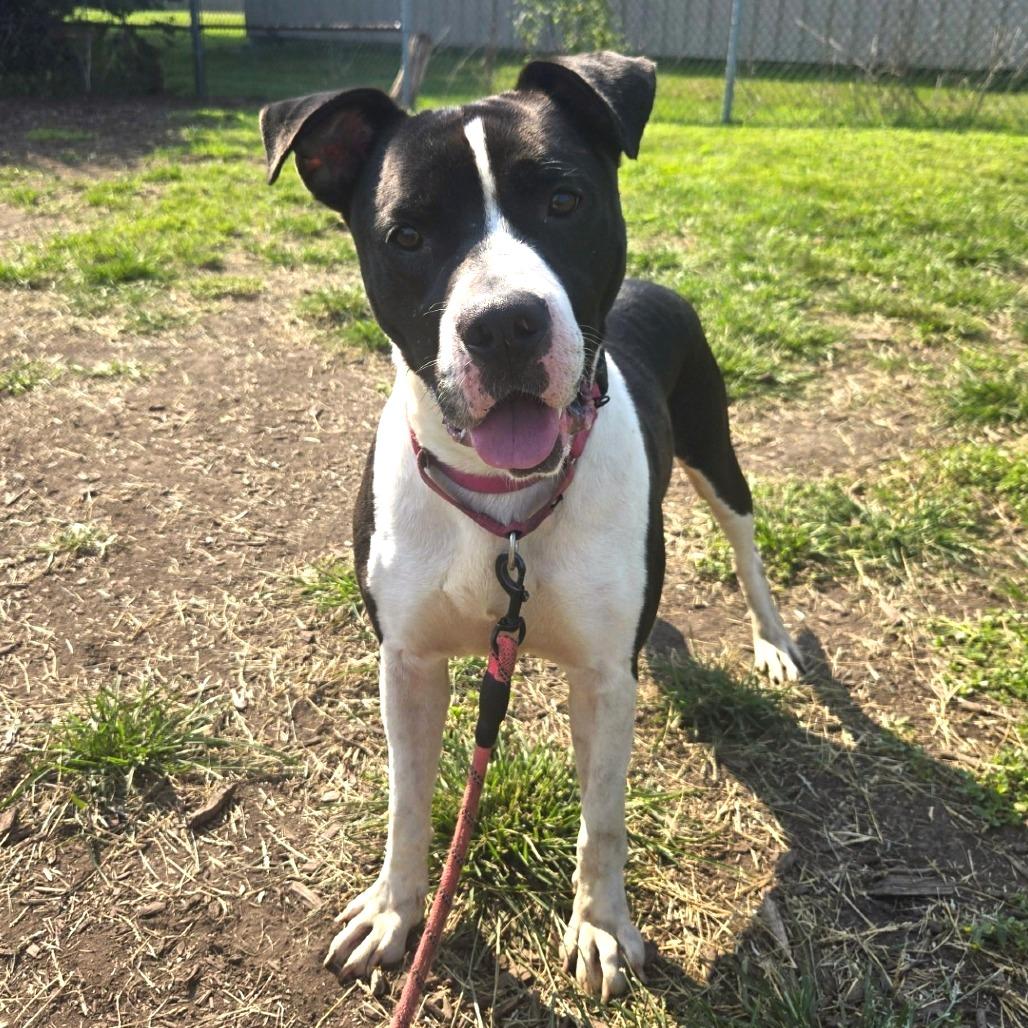 Bull, Adoptable, Adult Male Pit Bull Terrier & Mixed Breed.